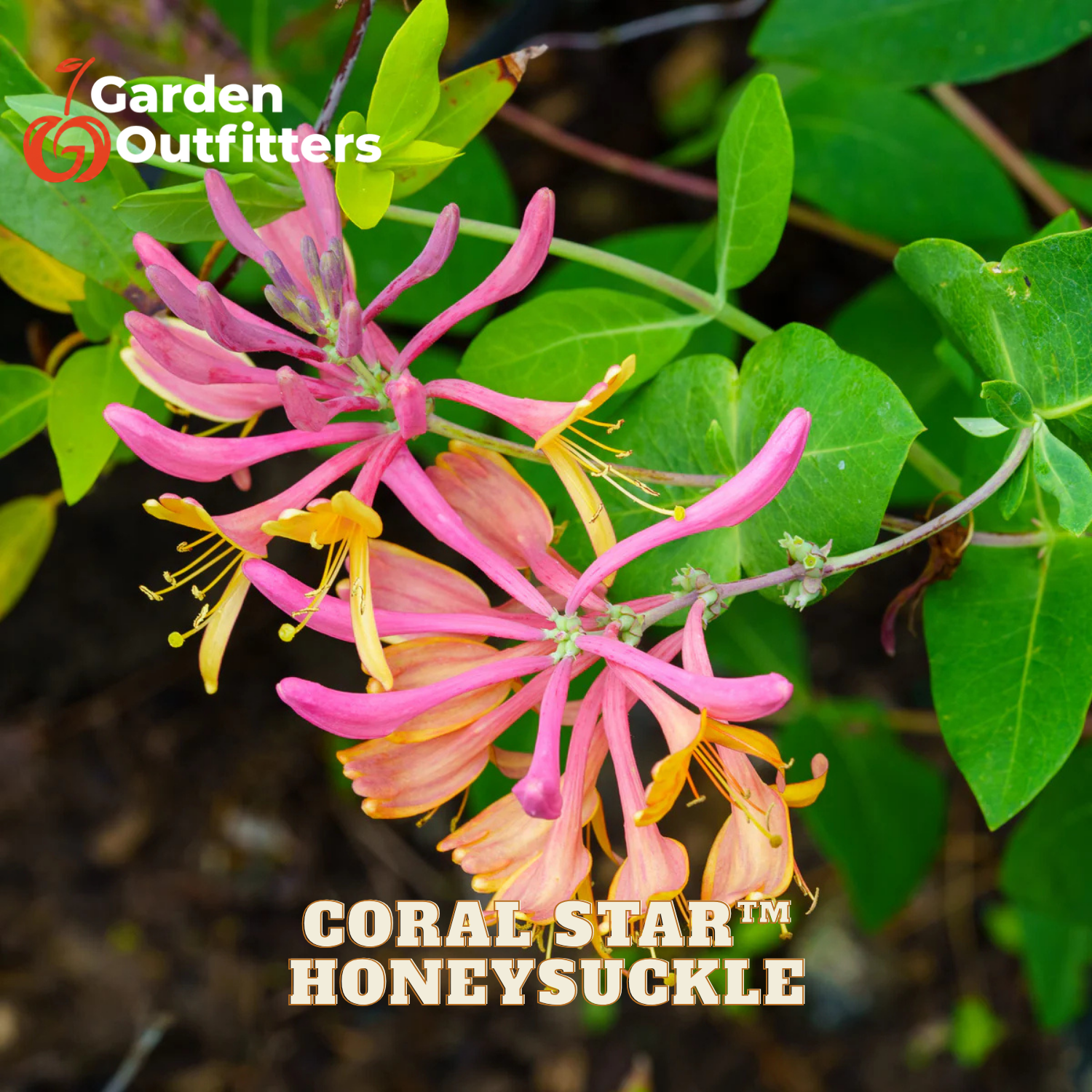 Pink and coral-orange honeysuckle flowers with yellow stamens growing on a green vine, with Garden Outfitters branding and Coral Star Honeysuckle text overlaid.