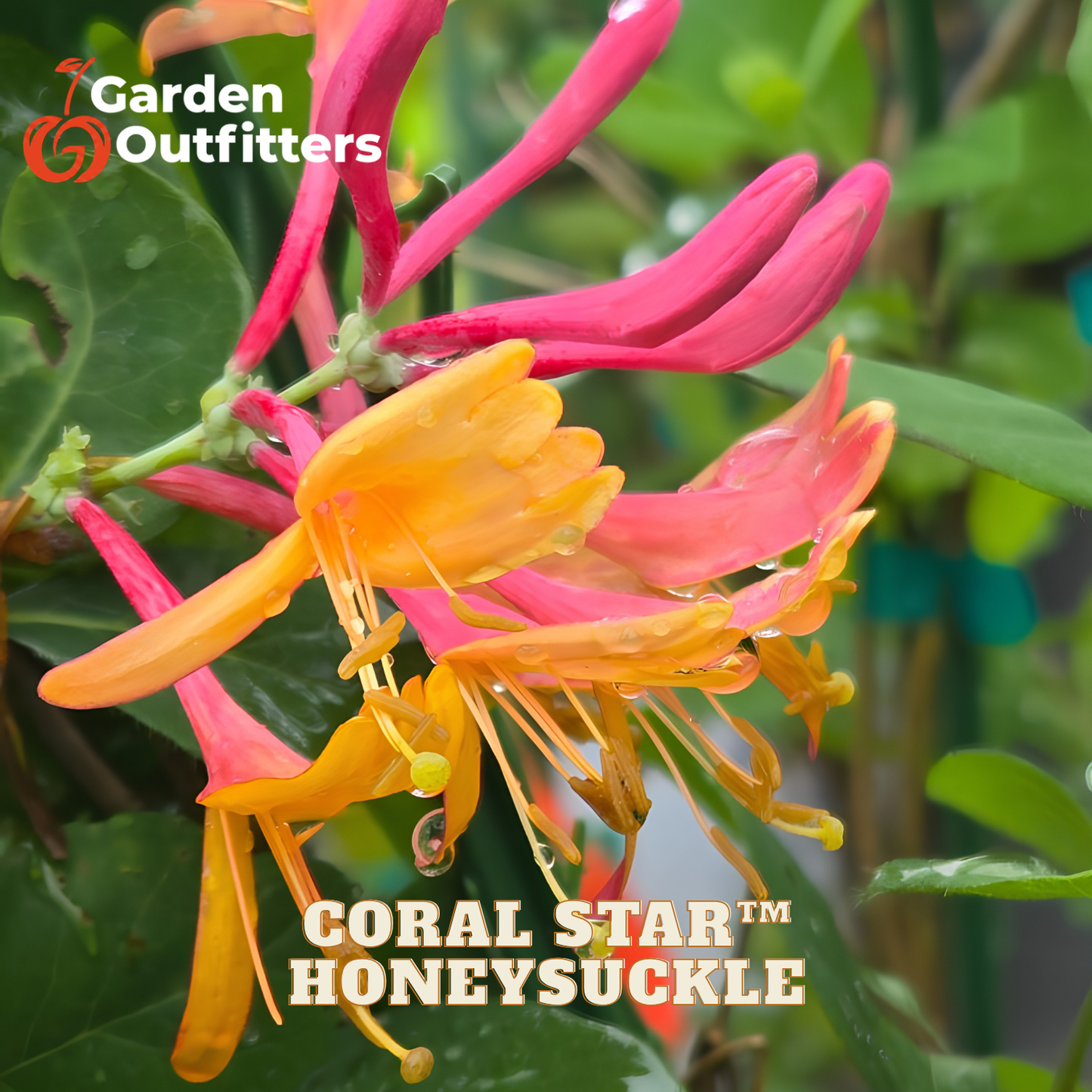 Close-up of Coral Star Honeysuckle flowers in bright orange and pink, growing among green leaves. The image includes Garden Outfitters branding and a Coral Star Honeysuckle text overlay.