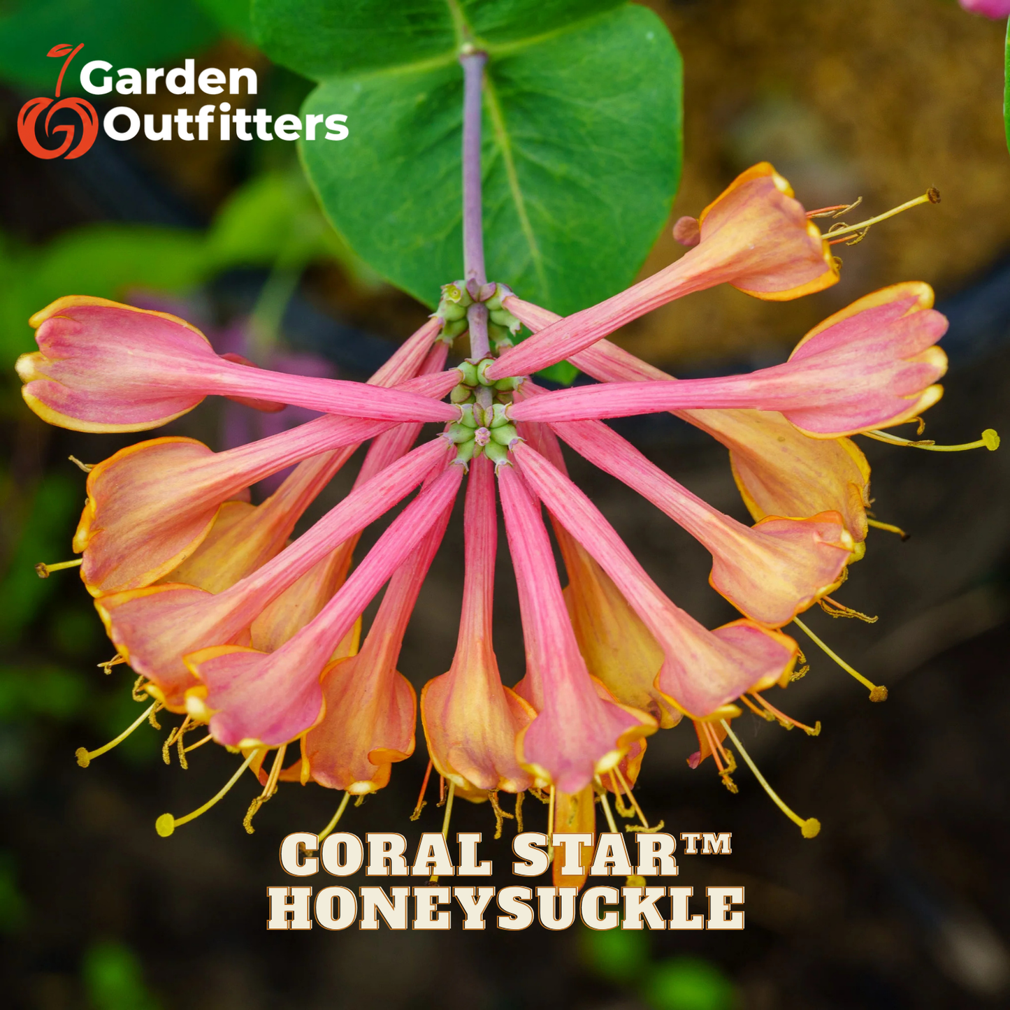 A close-up of Coral Star Honeysuckle flowers with pink to orange bell-shaped petals and yellow tips, shown with green leaves and the Garden Outfitters logo and text overlay.