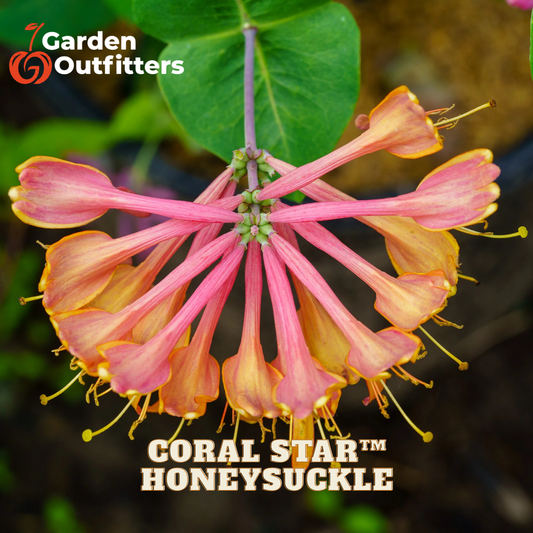 A close-up of Coral Star Honeysuckle flowers with pink to orange bell-shaped petals and yellow tips, shown with green leaves and the Garden Outfitters logo and text overlay.
