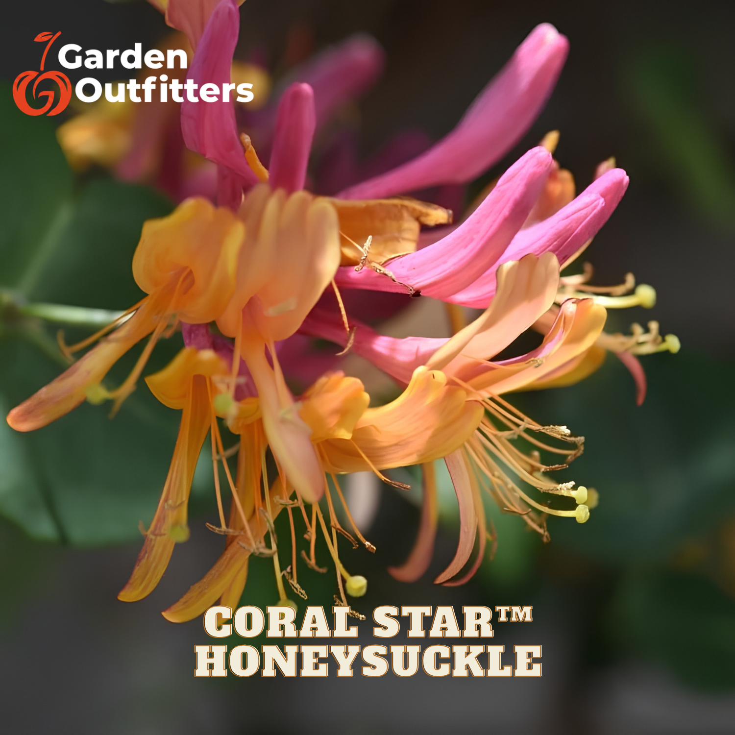 Close-up of coral star honeysuckle flowers with bright orange and pink blossoms, shown with Garden Outfitters branding and the text 'CORAL STAR HONEYSUCKLE' on a blurred green background.