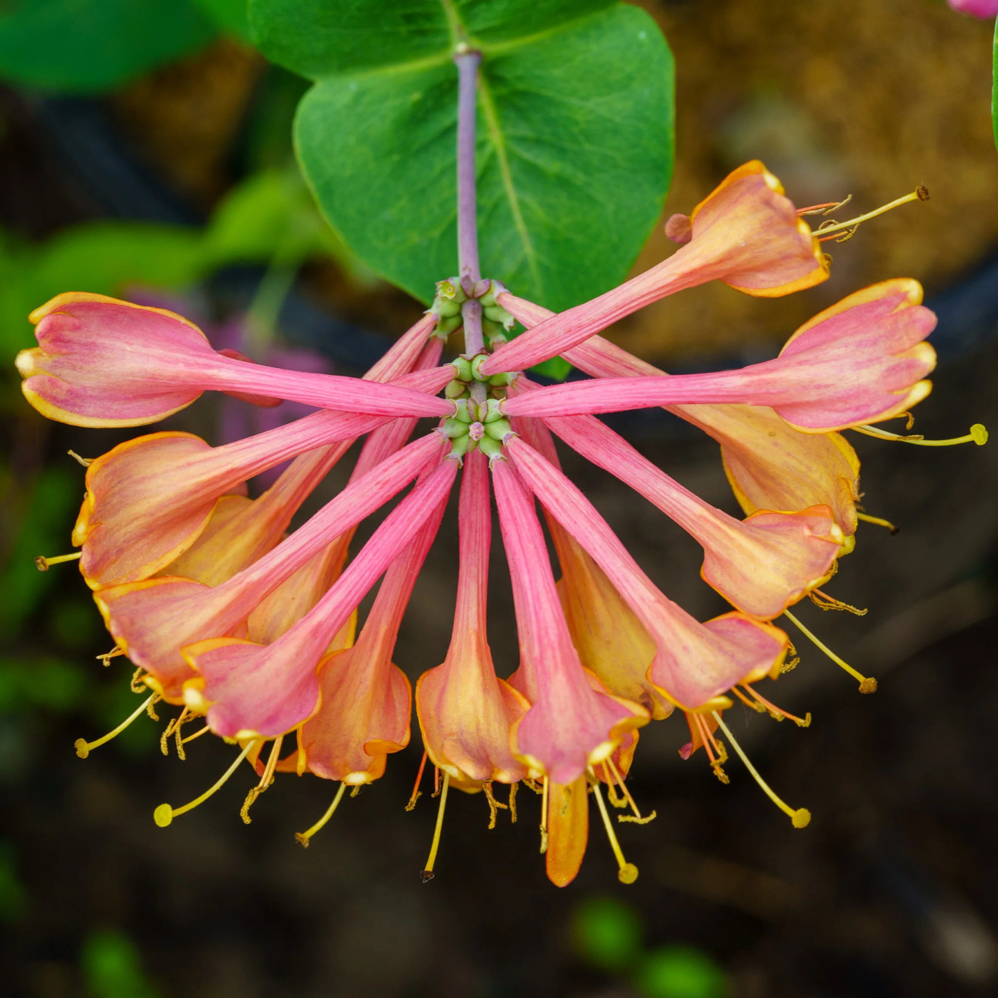 A close-up of a flowering plant with clusters of pink and orange tubular flowers with yellow tips, attached to a green stem with a large green leaf, set against a blurred dark background.