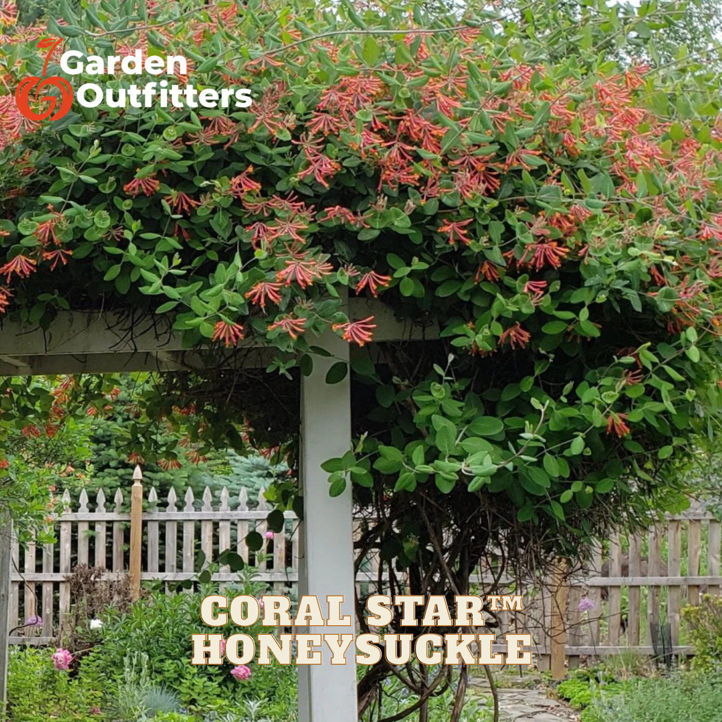 A dense coral star honeysuckle plant with bright red-orange tubular flowers and green leaves growing under a white garden arch, with a wooden fence in the background. Garden Outfitters logo appears in the top left, and 'CORAL STAR HONEYSUCKLE' text appears at the bottom.