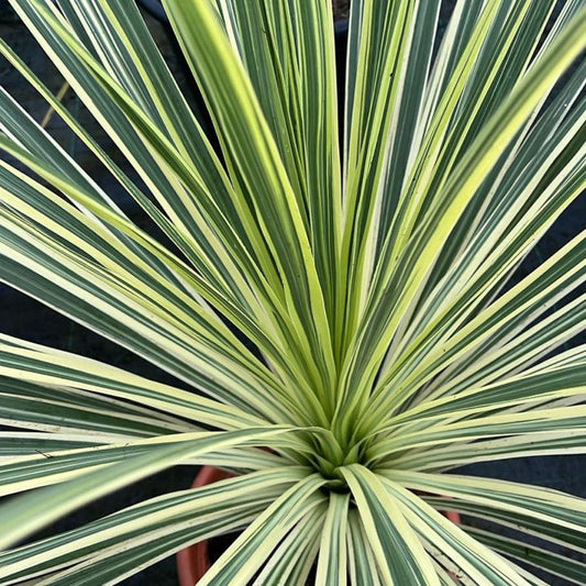LIME PASSION CORDYLINE 1gal