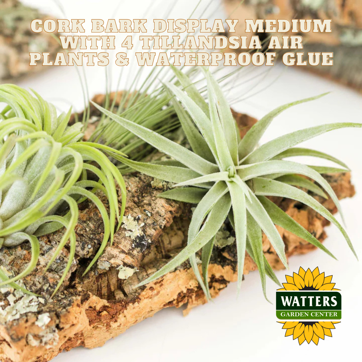Cork bark display medium with Tillandsia air plants and Watters Garden Center logo.