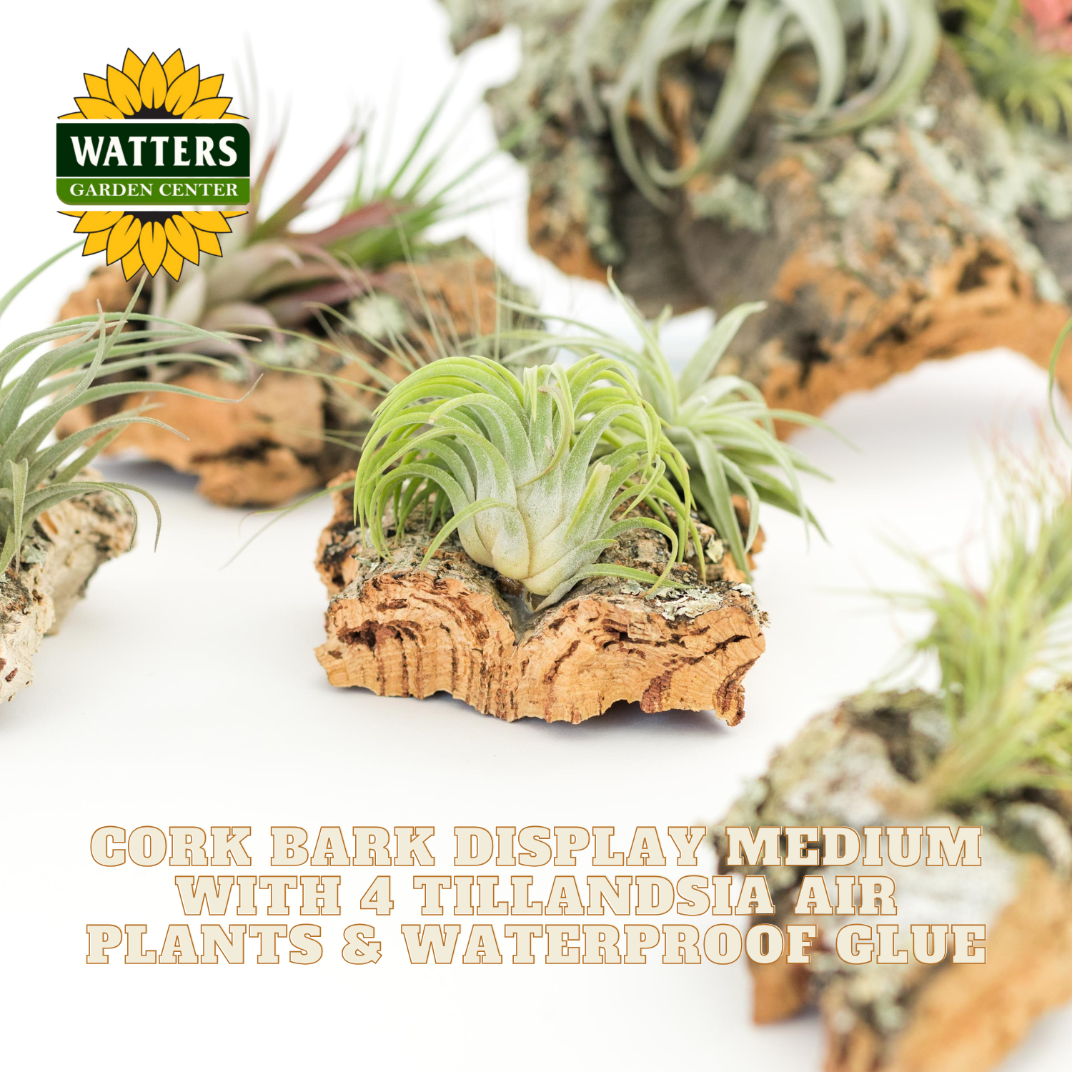 Cork bark display medium with Tillandsia air plants and Watters Garden Center logo.