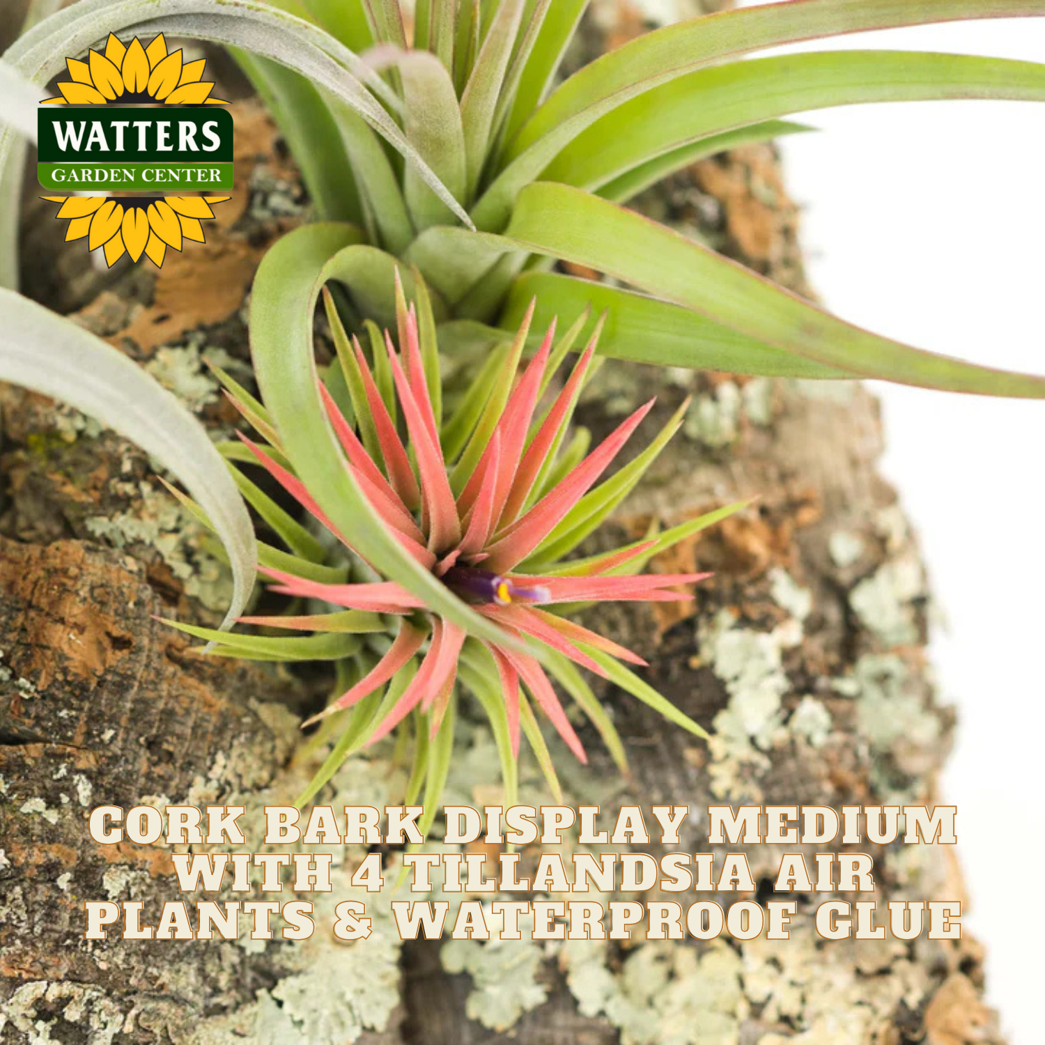 Cork bark display medium with Tillandsia air plants and Watters Garden Center branding.