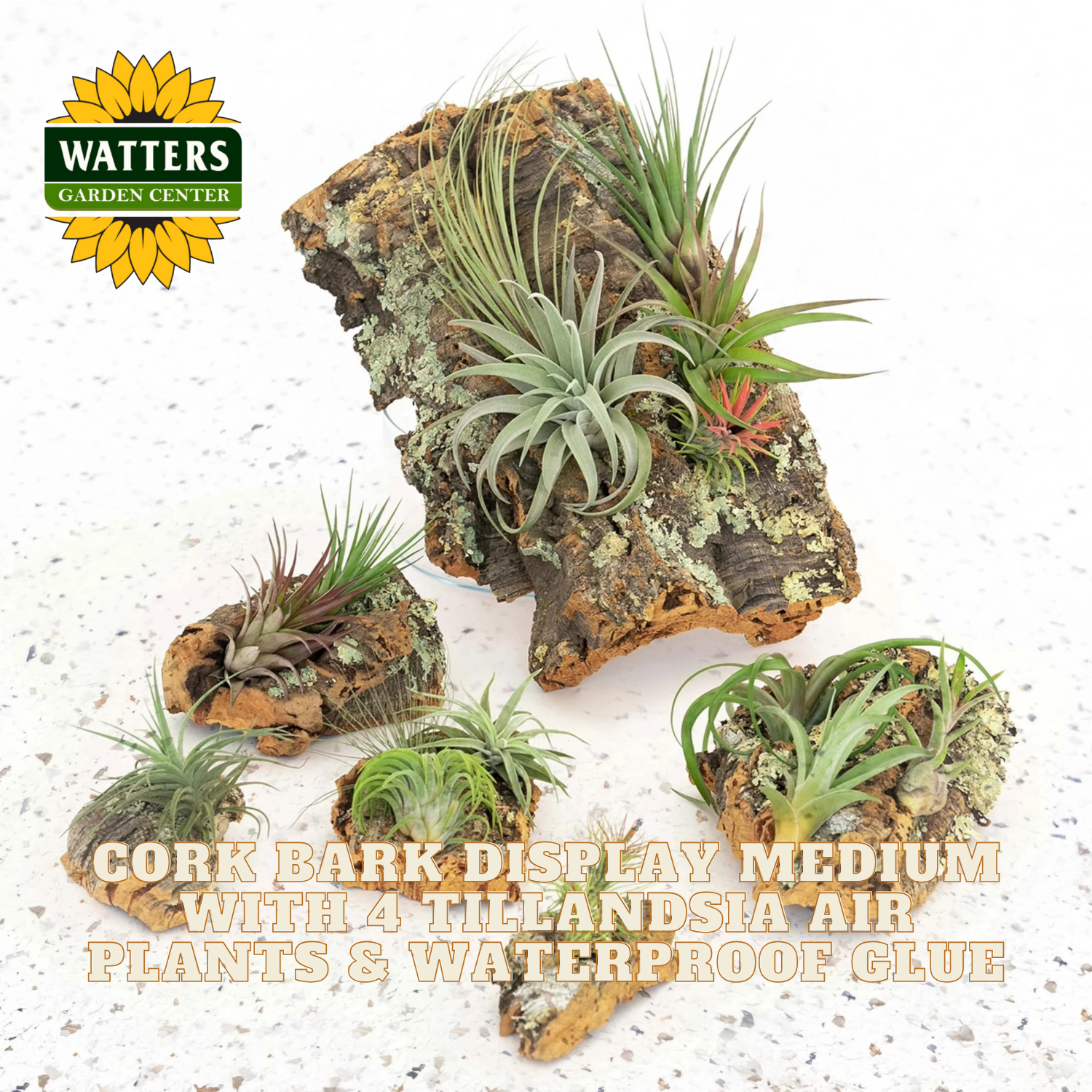 Cork bark display medium with Tillandsia air plants and waterproof glue from Watters Garden Center.