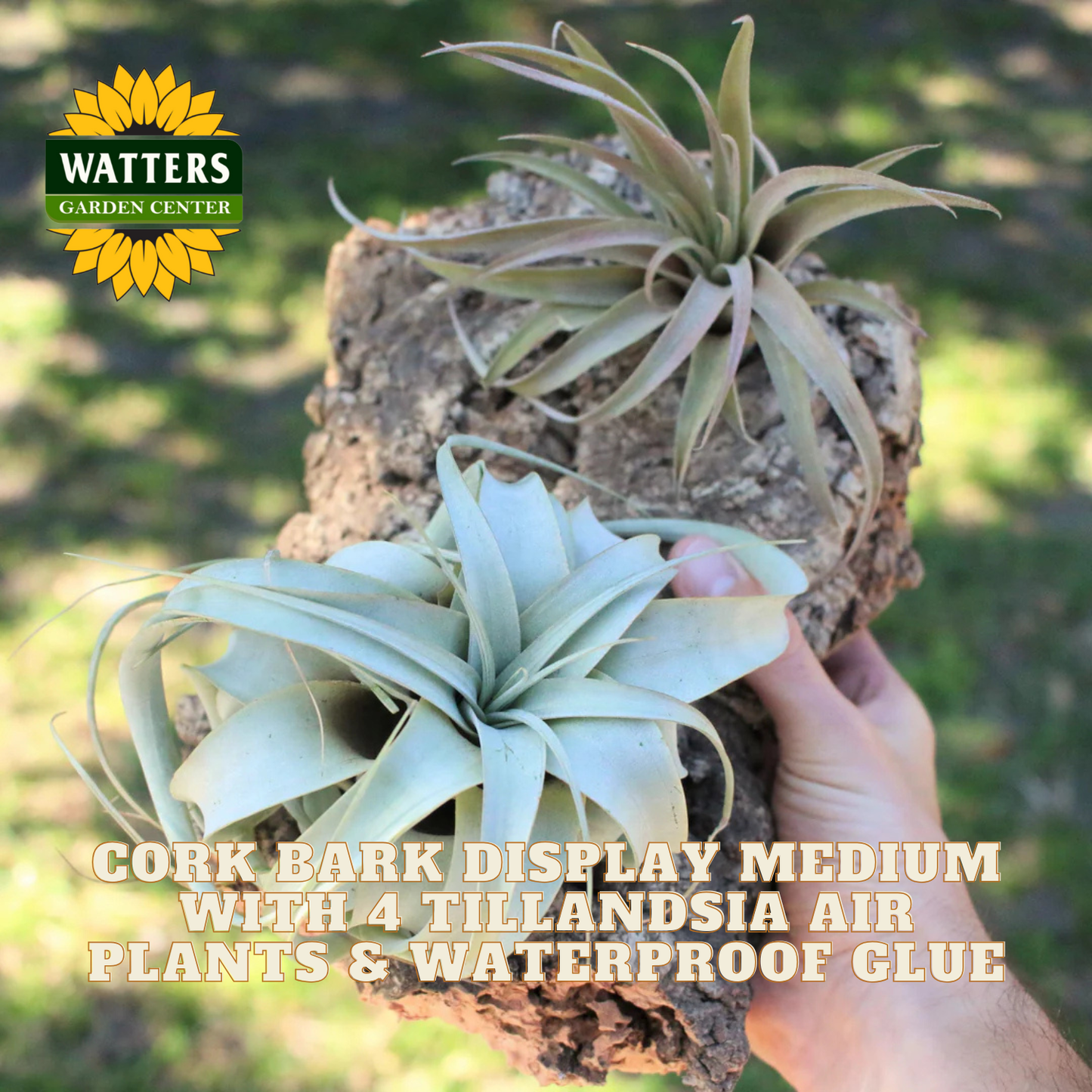 Cork bark display medium with Tillandsia air plants held by a hand, Watters Garden Center logo visible.