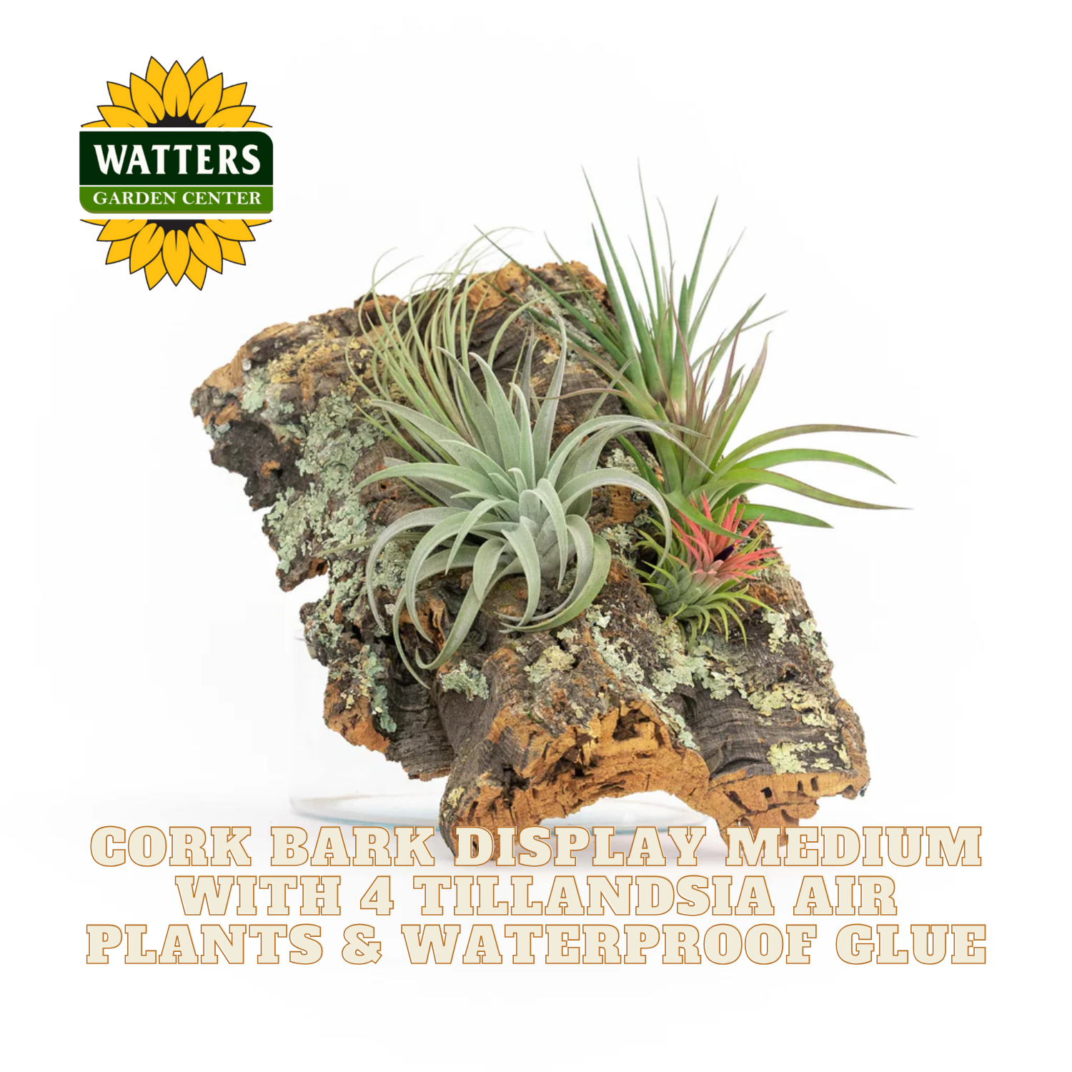 Cork bark display medium with Tillandsia air plants and Watters Garden Center branding.