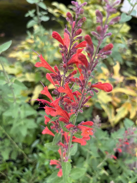 CORONADO RED AGASTACHE 1gal
