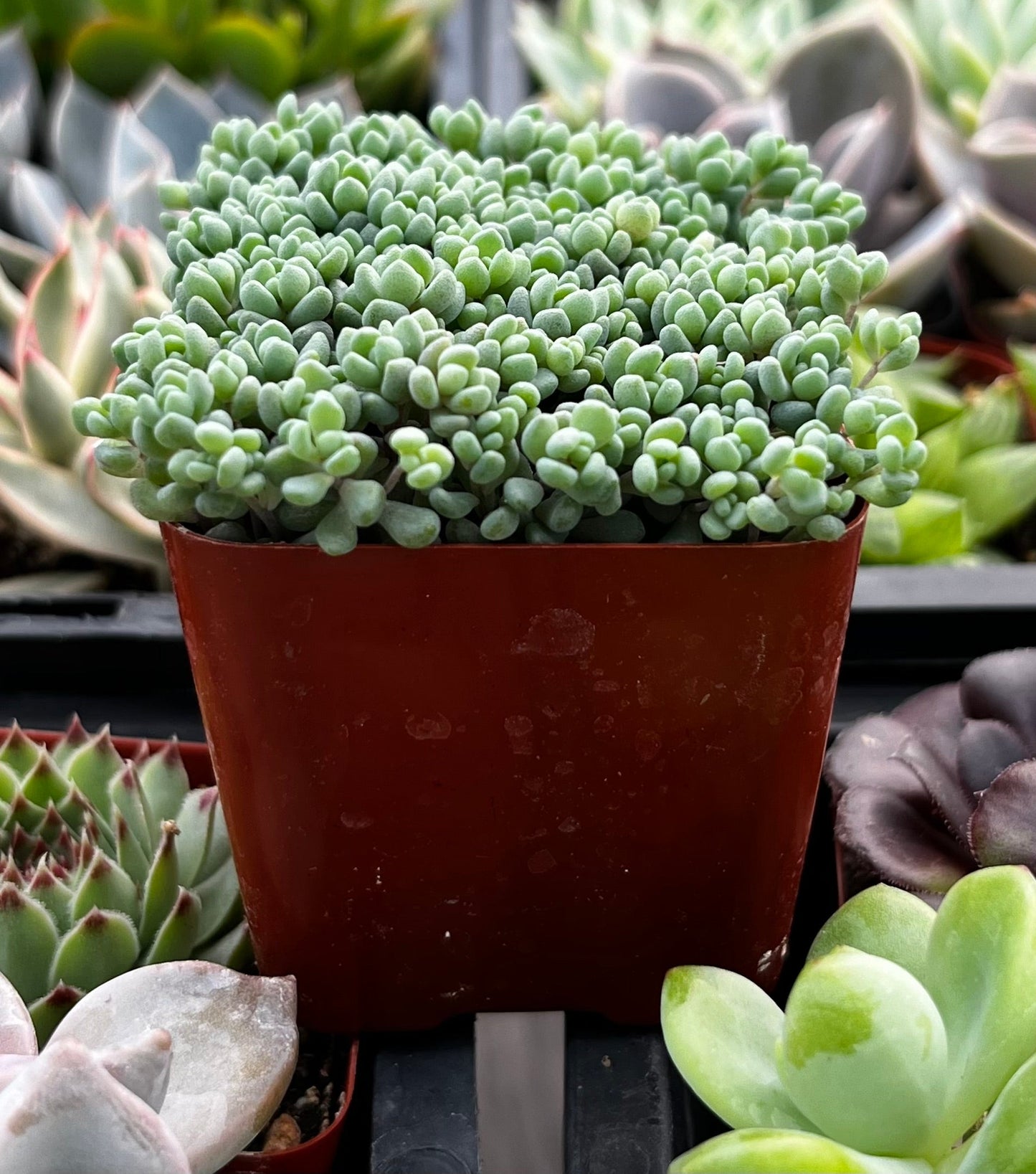 Corsican Stonecrop