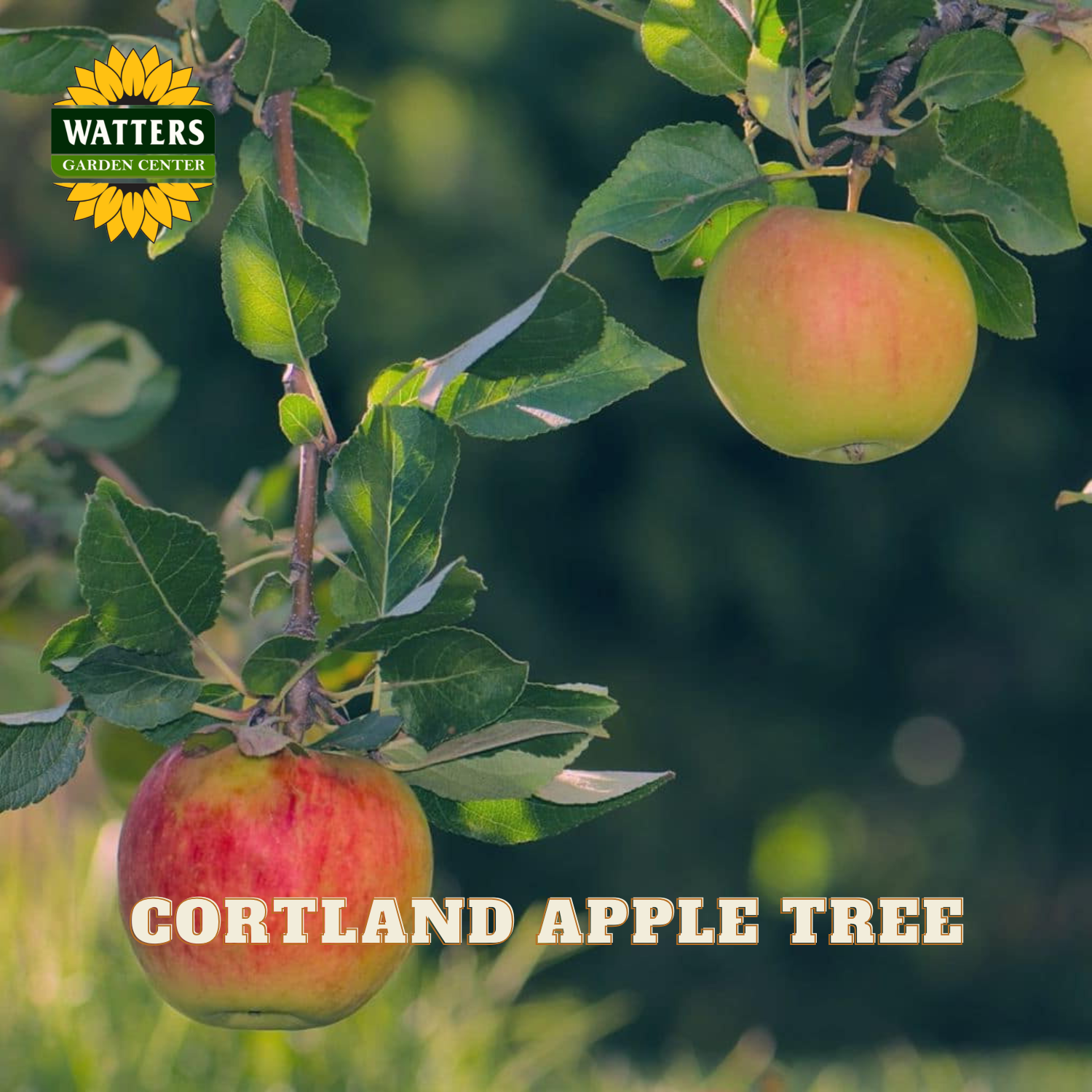 Cortland apples on a tree branch with Watters Garden Center logo.
