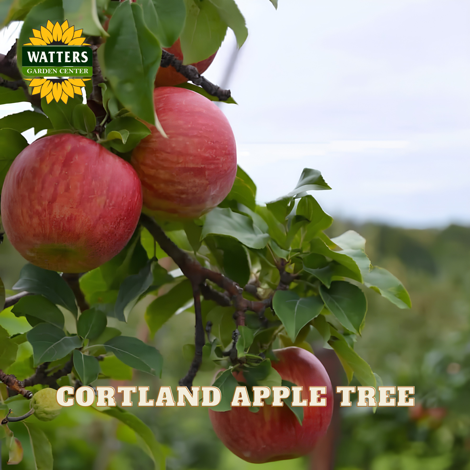 Red apples on a tree branch with 'Watters Garden Center' logo and text overlay.