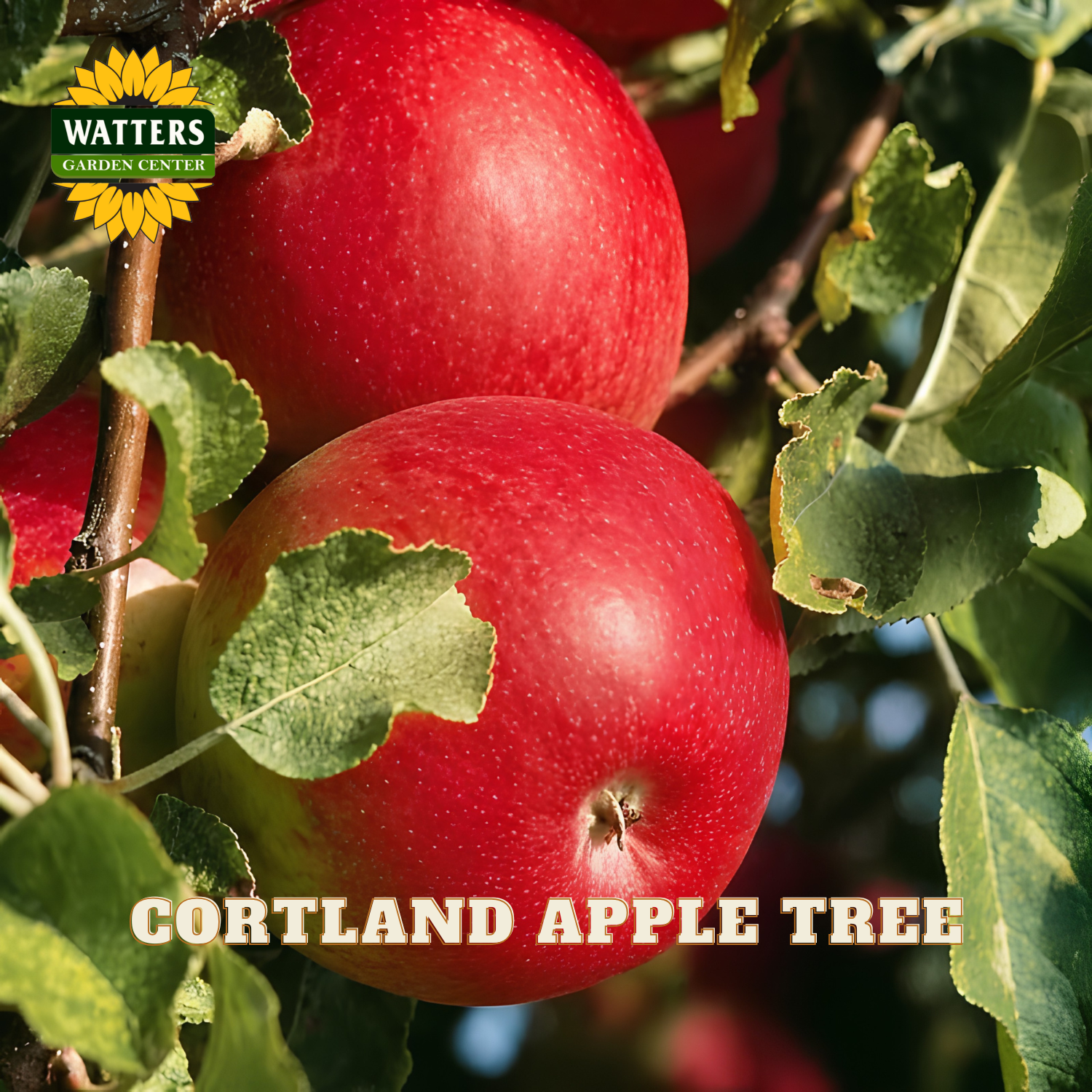 Red apples on a tree branch with Watters Garden Center logo