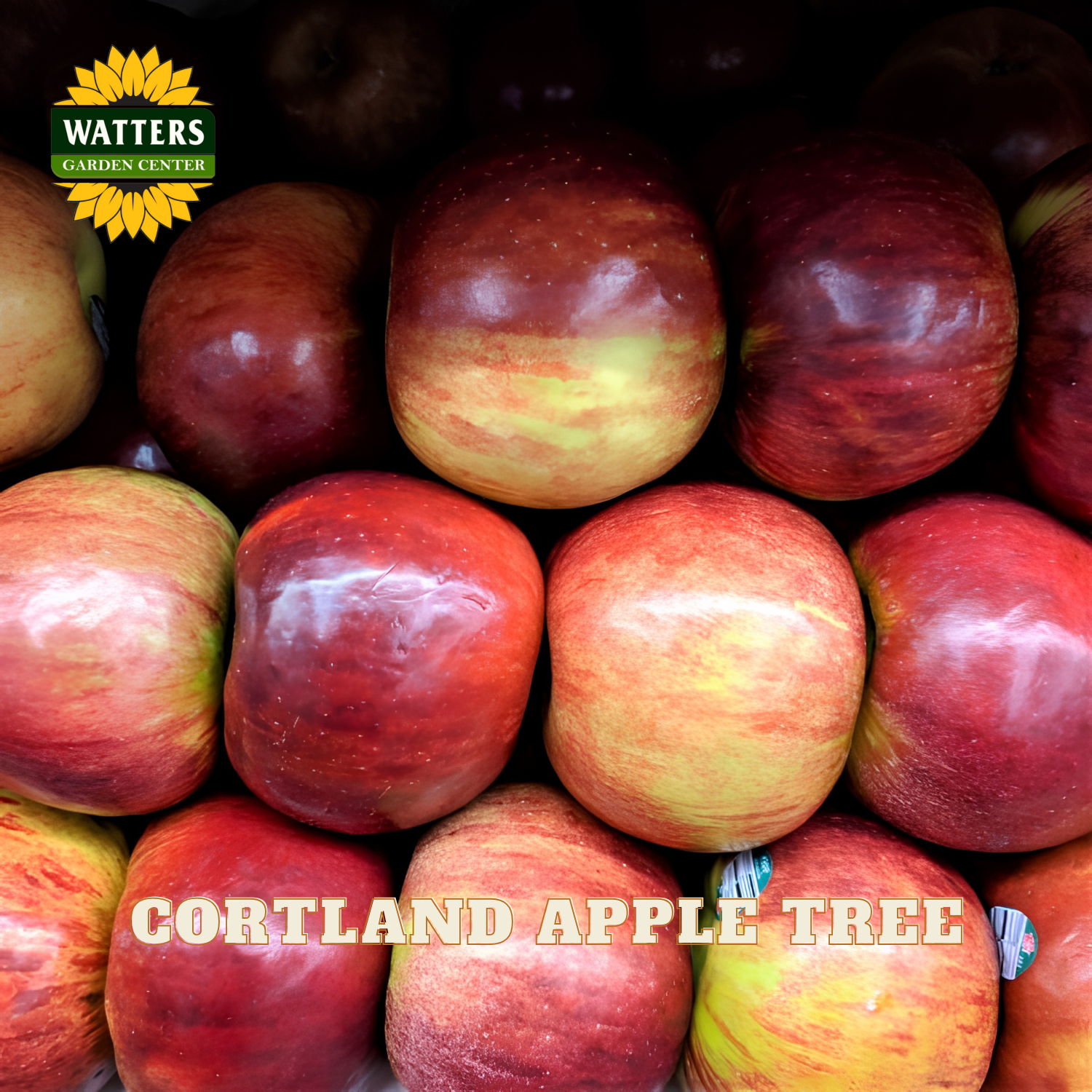 Cortland apples with Watters Garden Center logo and text overlay