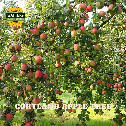 Cortland apple tree with ripe apples and Watters Garden Center logo.