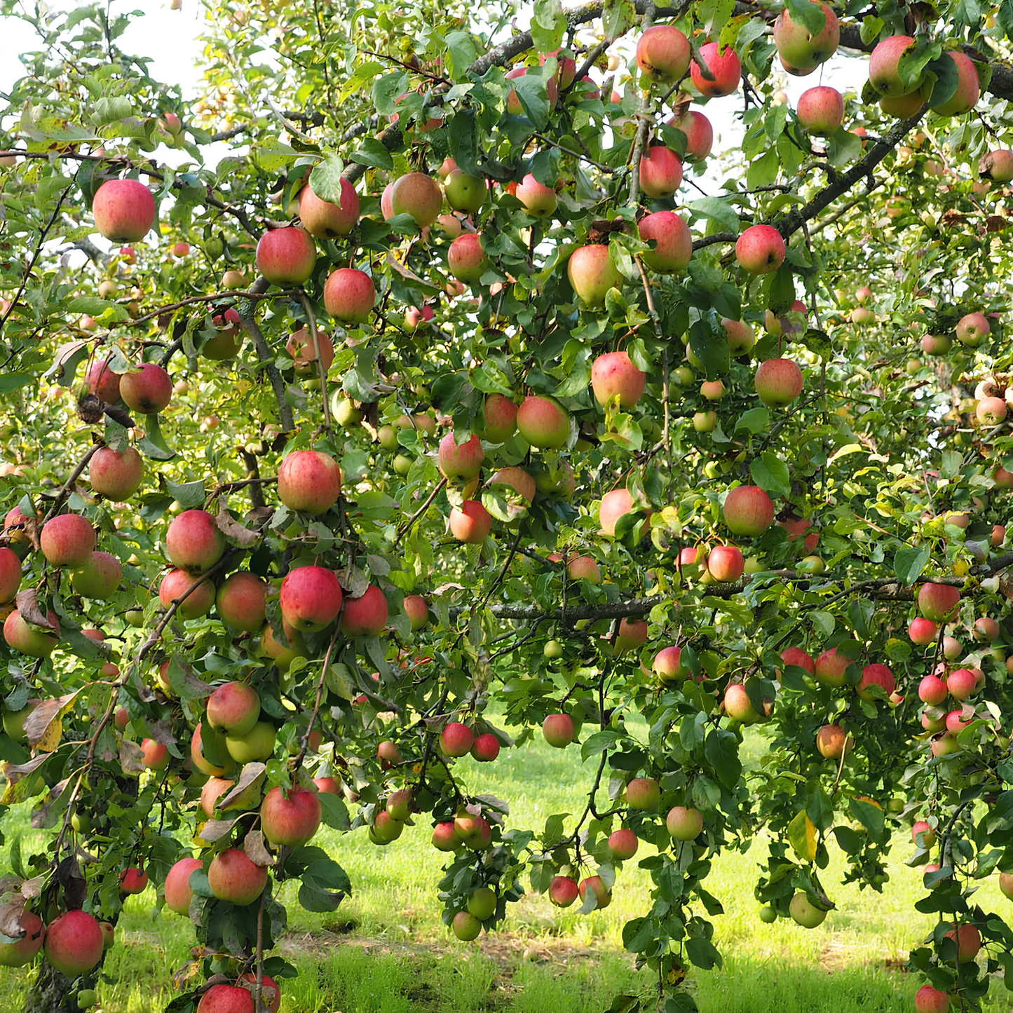 Apple tree with ripe apples in an orchard