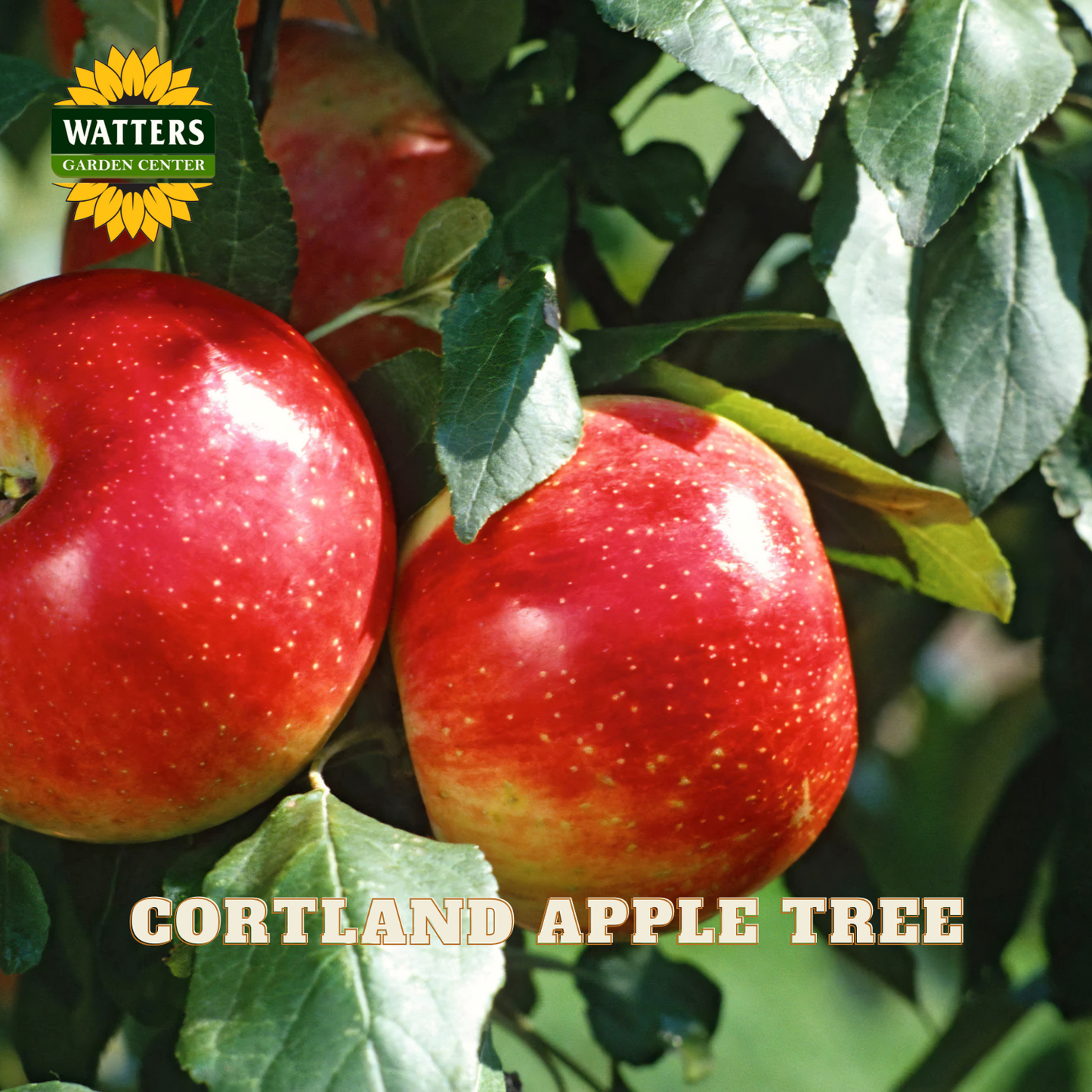 Two red apples on a tree branch with 'Watters Garden Center' logo and text.