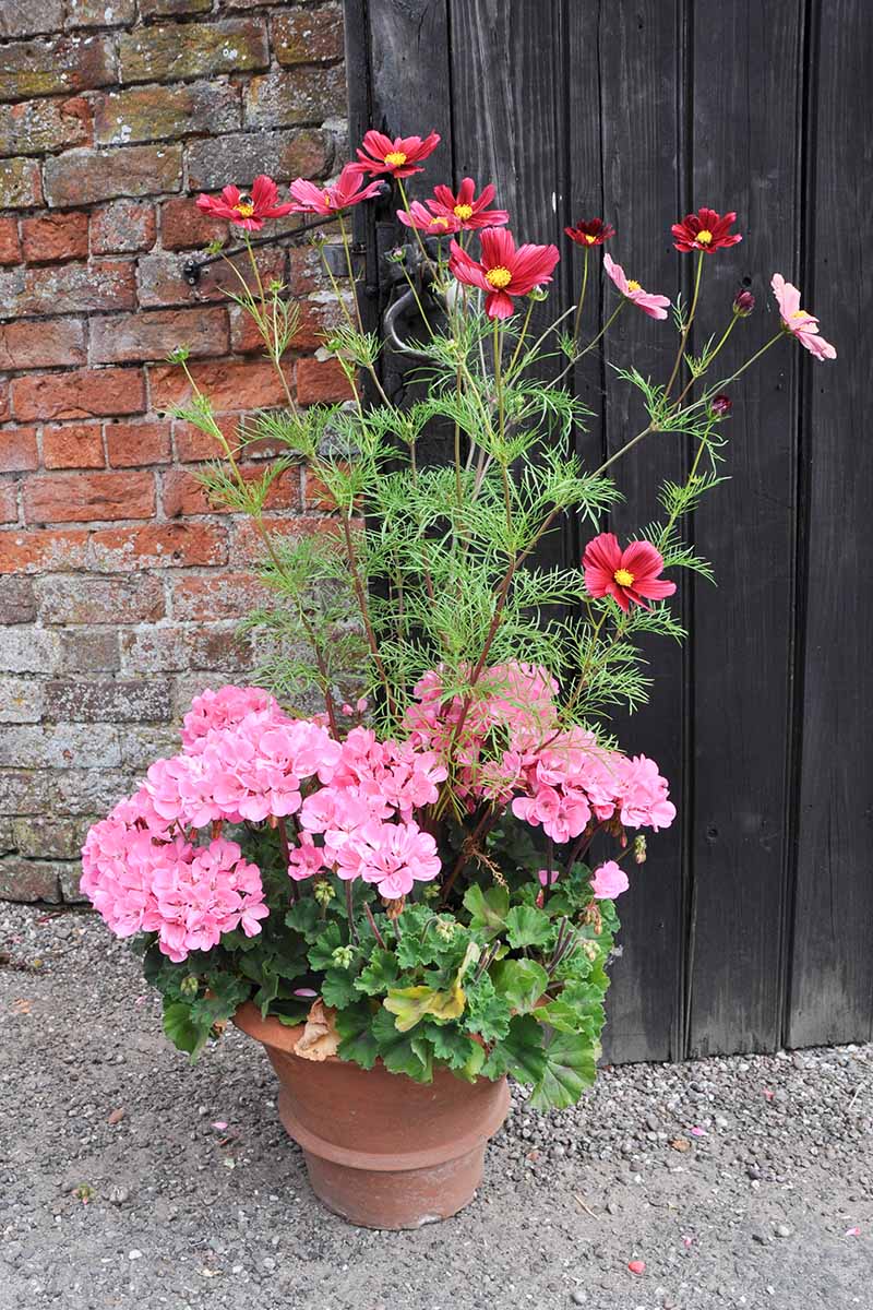 ASSORTED ANNUALS 1gal