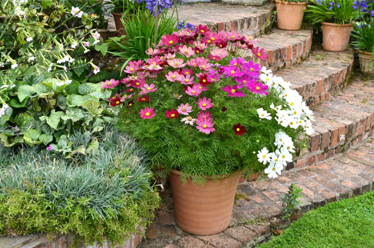 ASSORTED ANNUALS 1gal