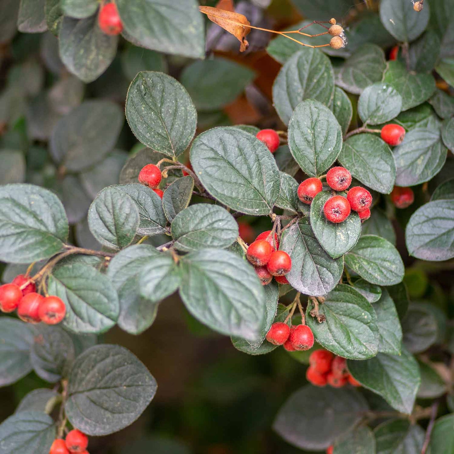 RED CLUSTER BERRY COTONEASTER 15 GAL