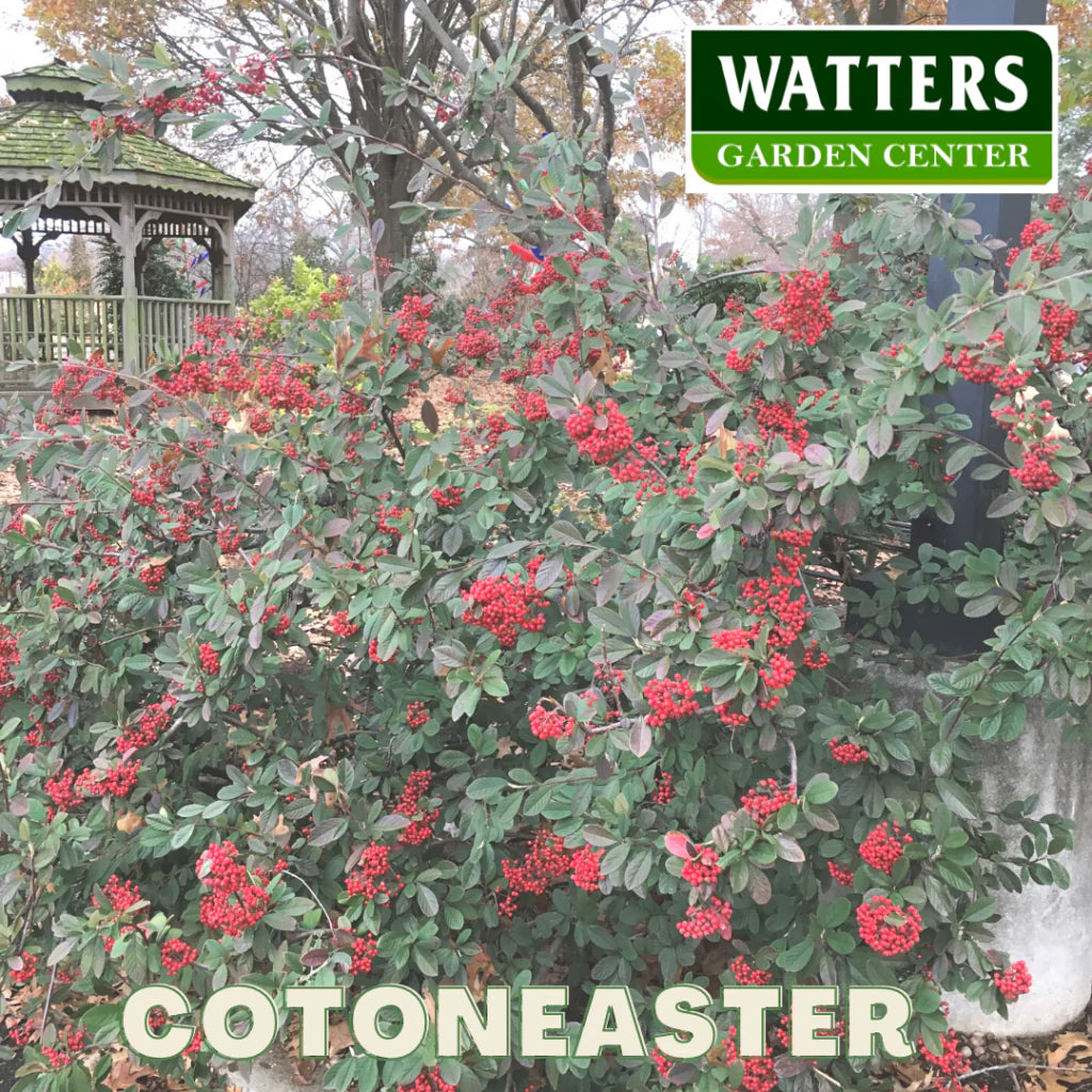 RED CLUSTER BERRY COTONEASTER 15 GAL