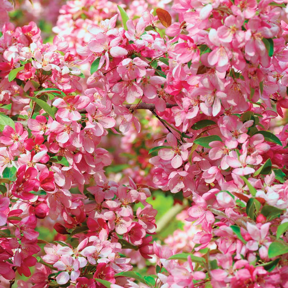 COURAGEOUS CRABAPPLE TREE 10gal