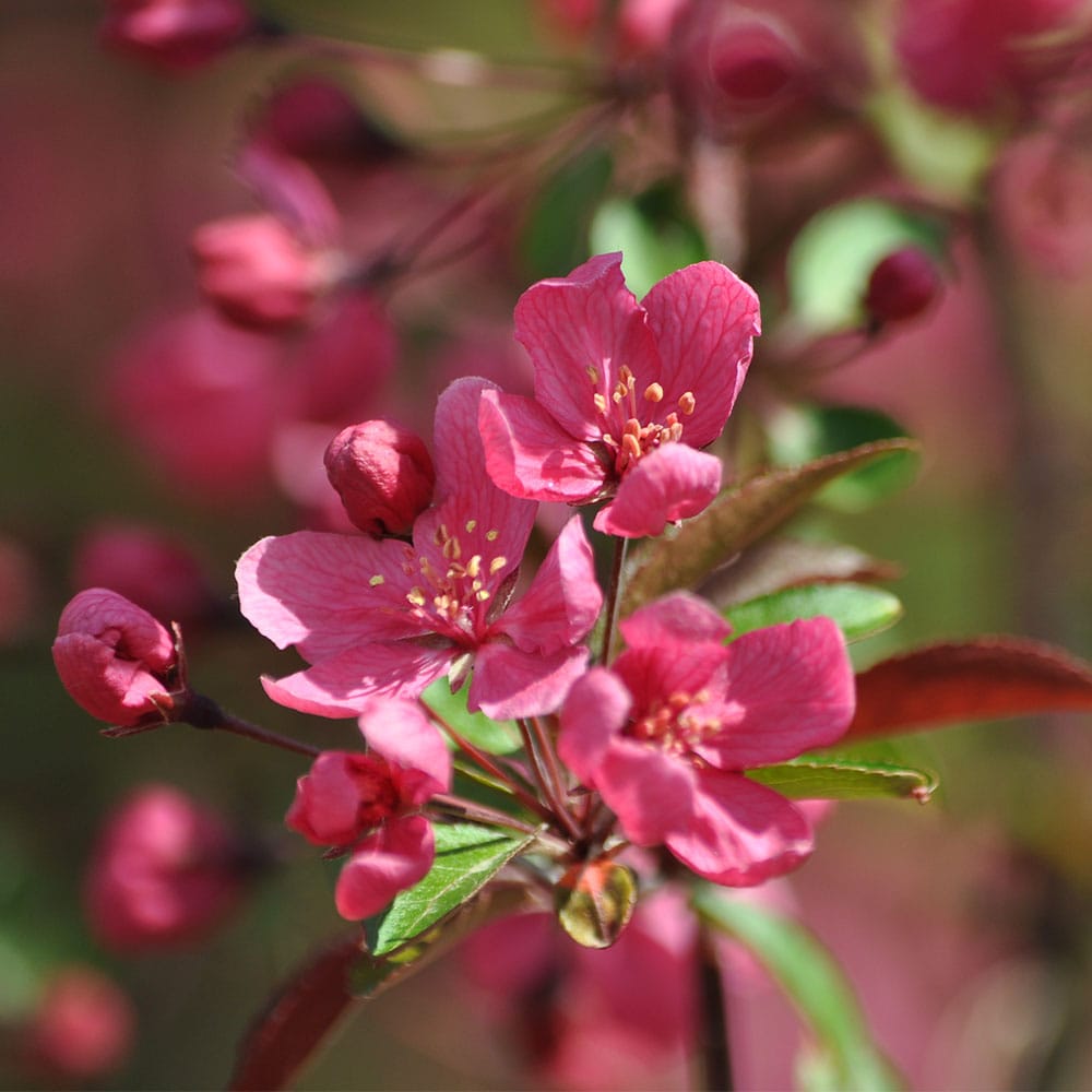 RASPBERRY SPEAR CRABAPPLE 20gal