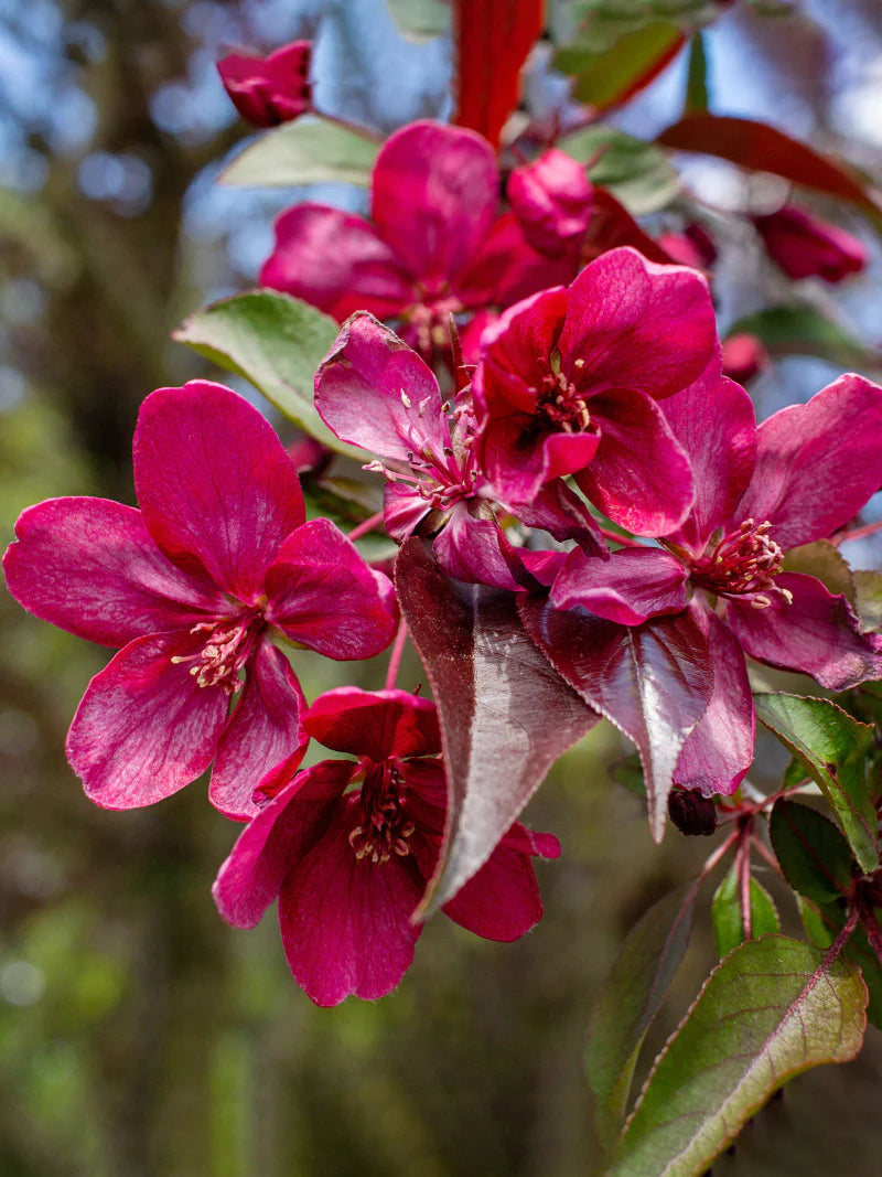 PRAIRIFIRE CRABAPPLE TREE 5gal