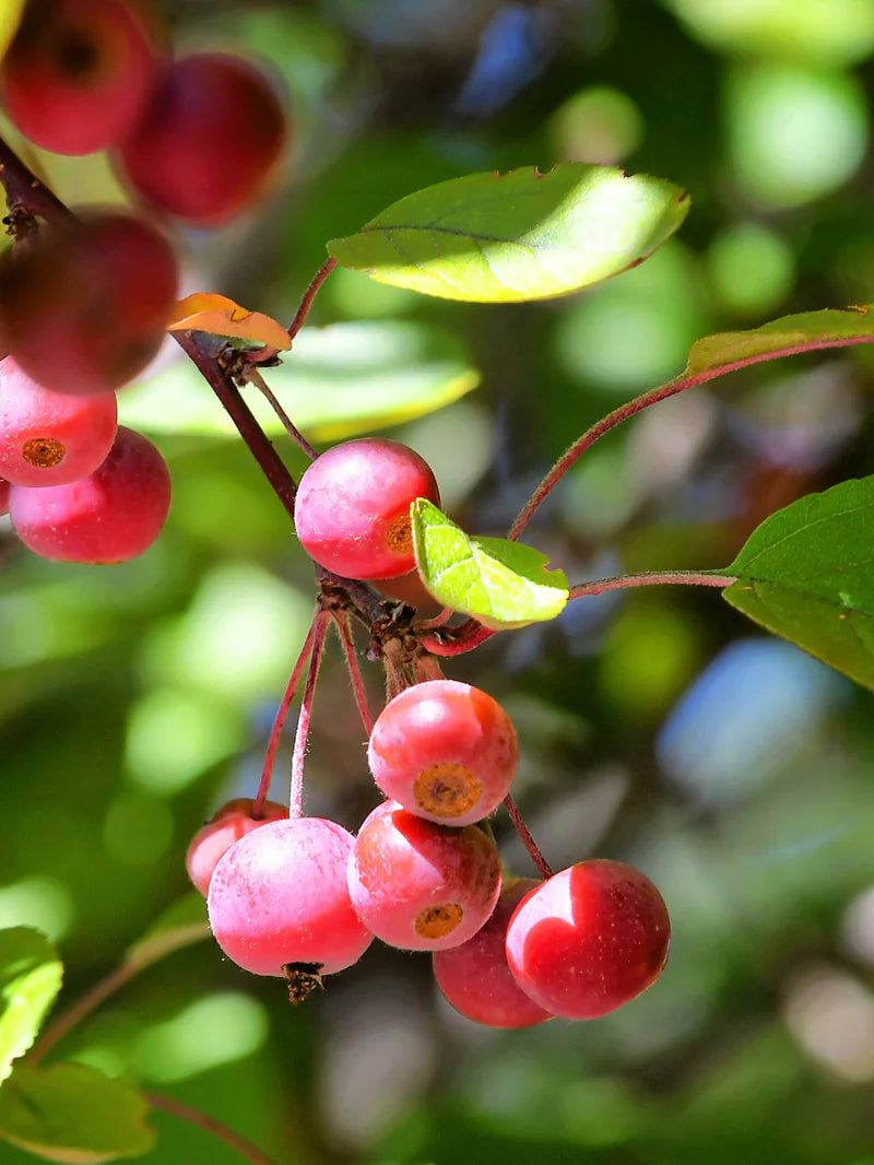 PRAIRIFIRE CRABAPPLE TREE 5gal