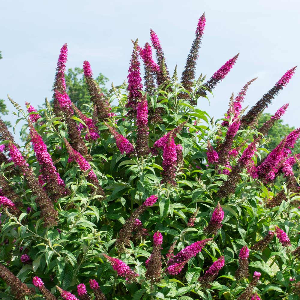 HOT RASPBERRY BUTTERFLY BUSH 3gal