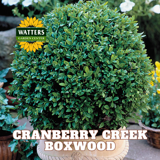Cranberry Creek Boxwood  - 3 gal 18"