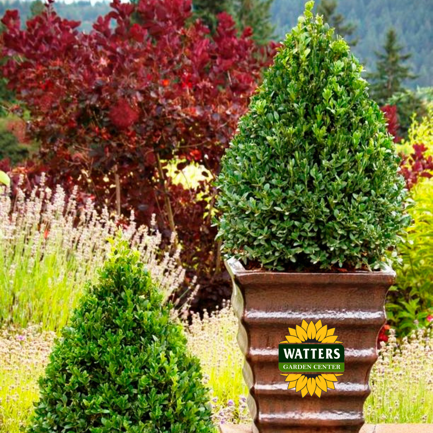 Cranberry Creek Boxwood  - 3 gal 18"