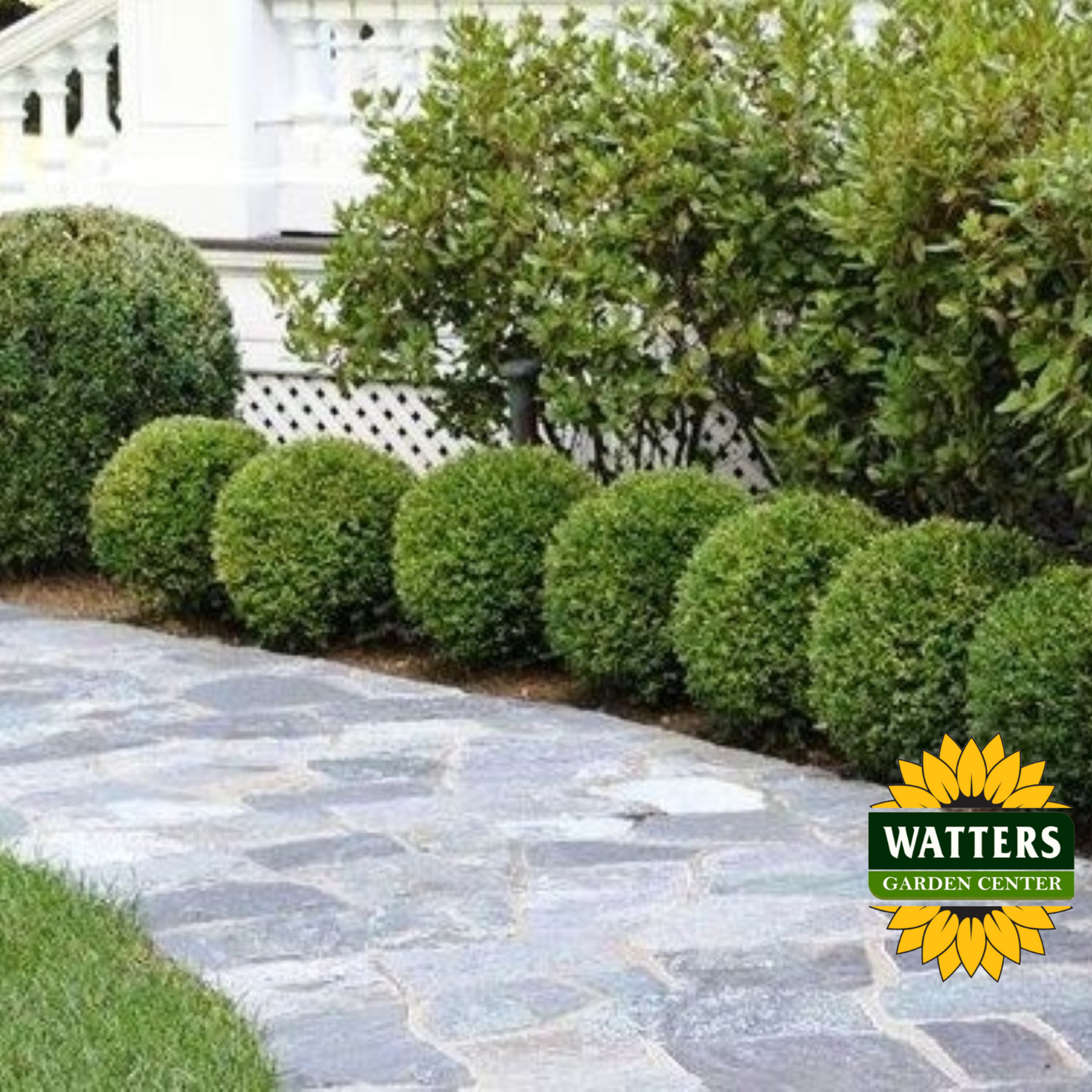 Cranberry Creek Boxwood  - 3 gal 18"