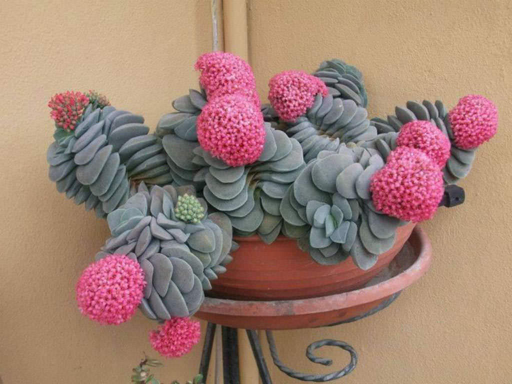 Crassula Cotyledonis