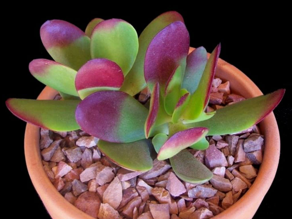 Pink Jade Crassula Platyphylla