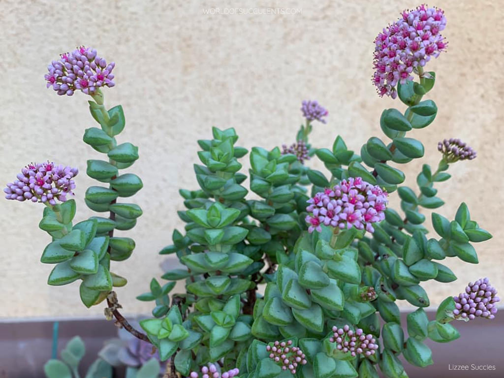 Rosary Vine Crassula Rupestris