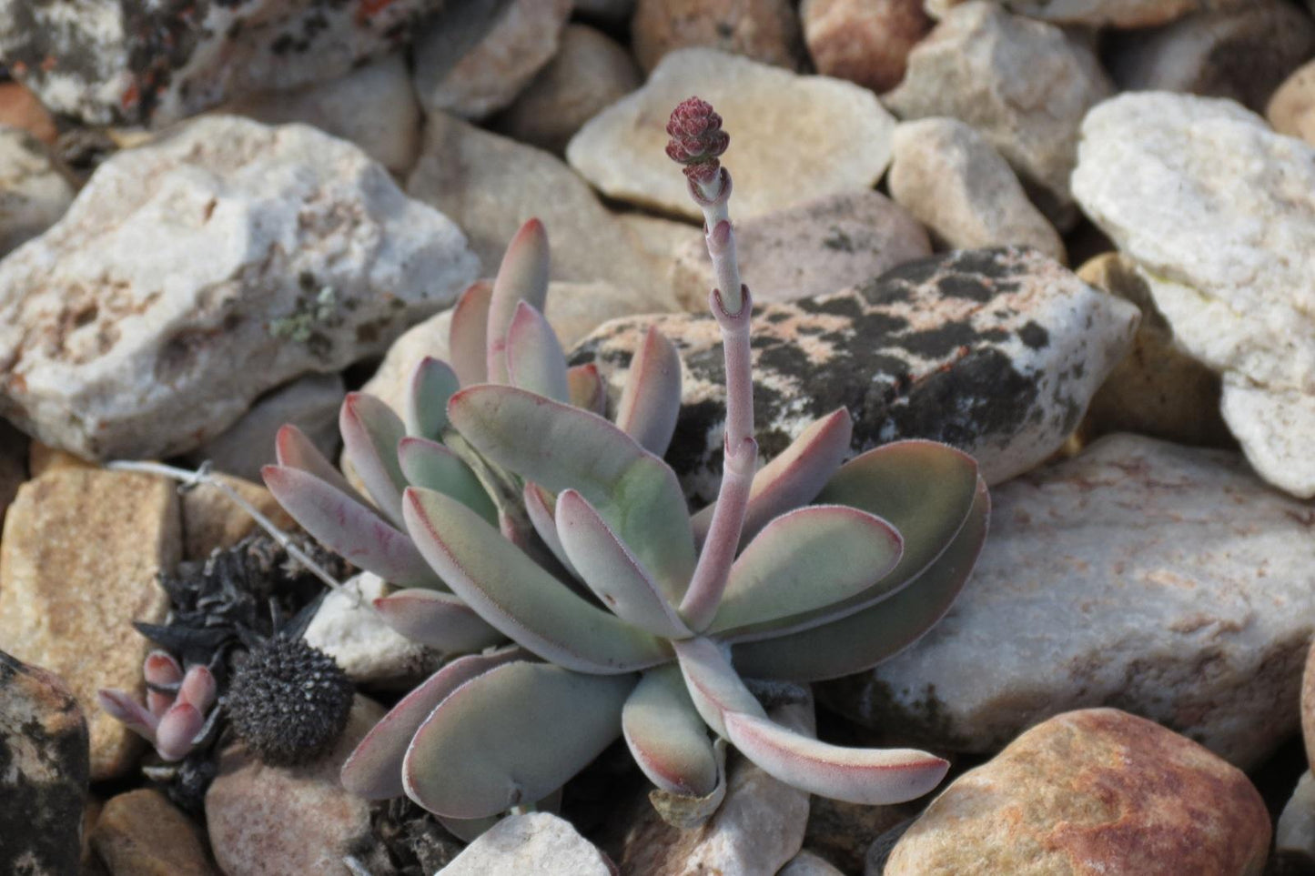 Crassula Cotyledonis