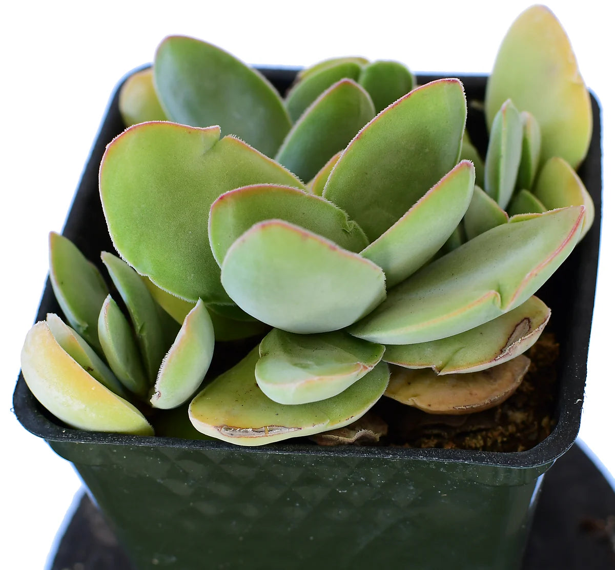Crassula Cotyledonis