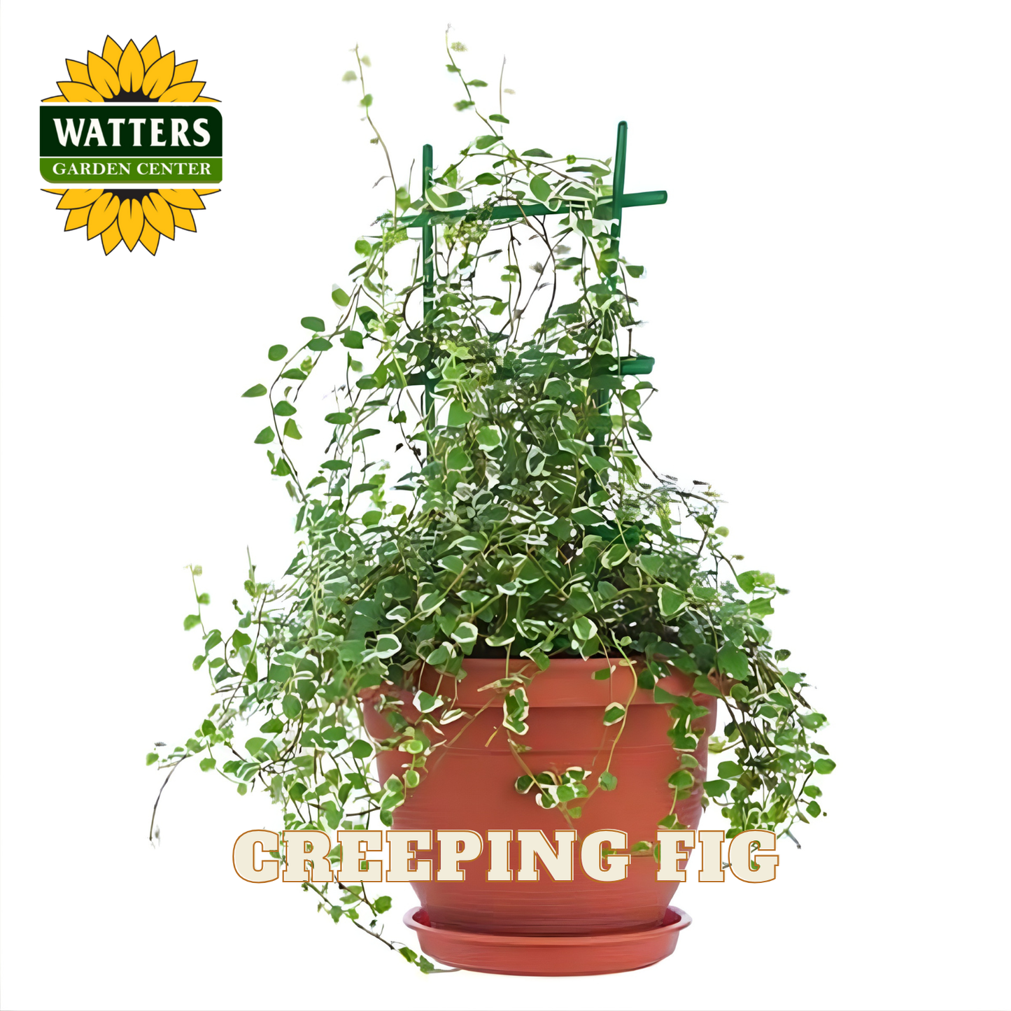 Potted creeping fig plant with Watters Garden Center logo on a white background