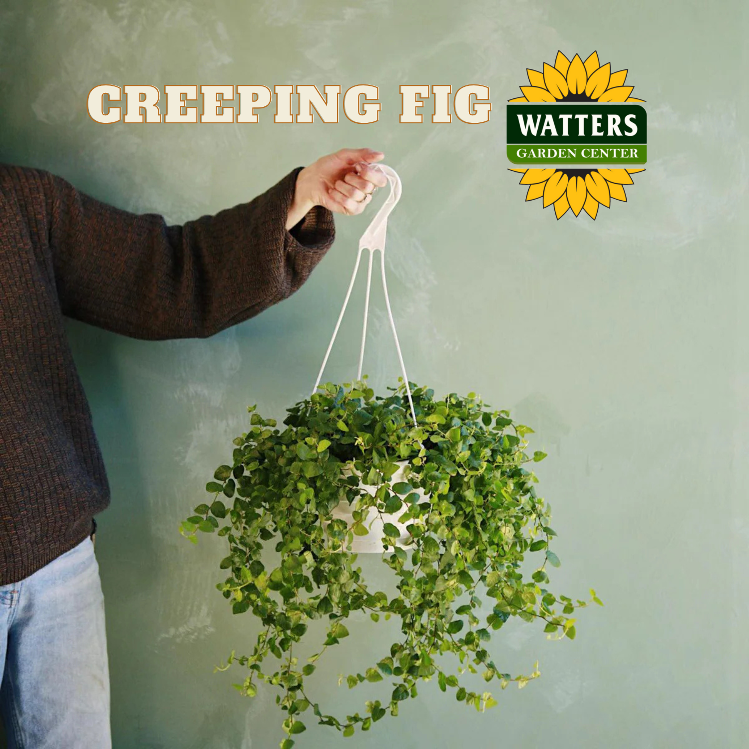 Person holding a hanging plant with Watters Garden Center logo in the corner