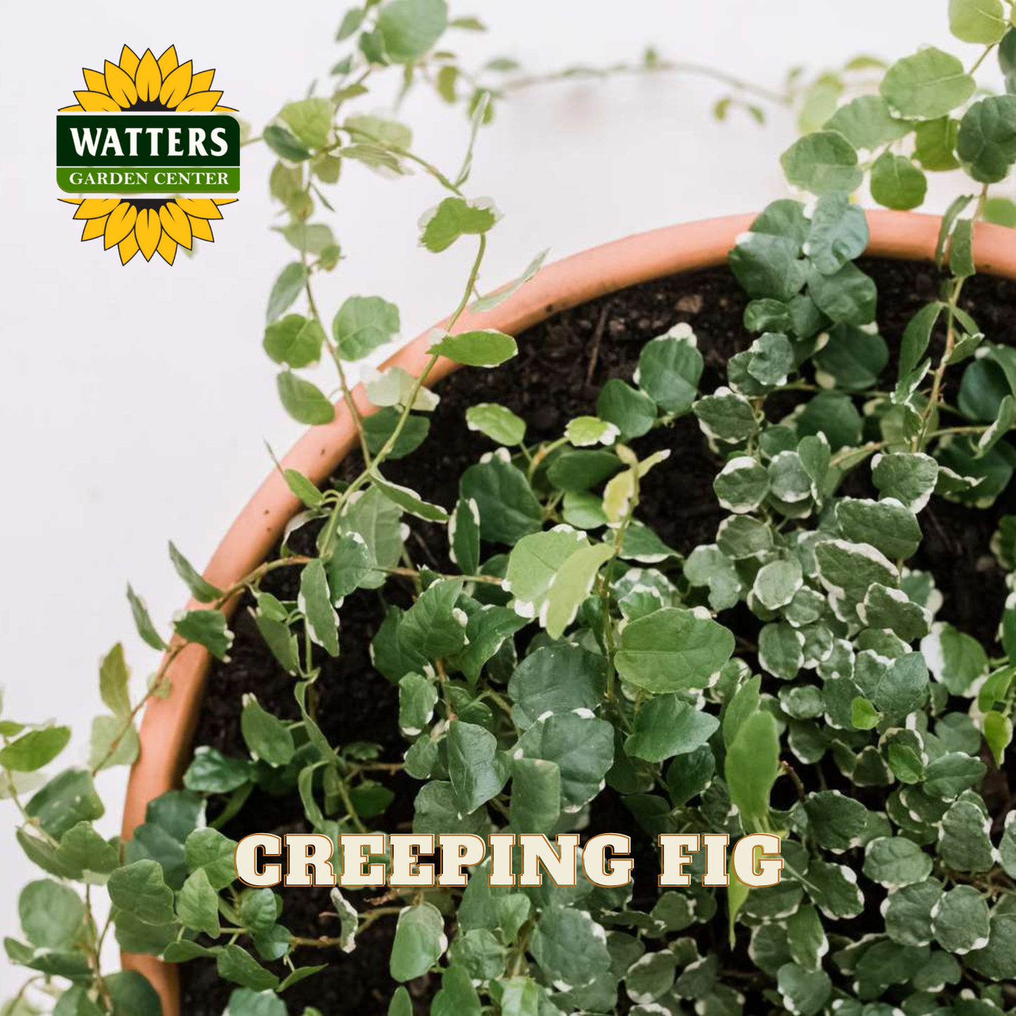 Potted creeping fig plant with Watters Garden Center logo