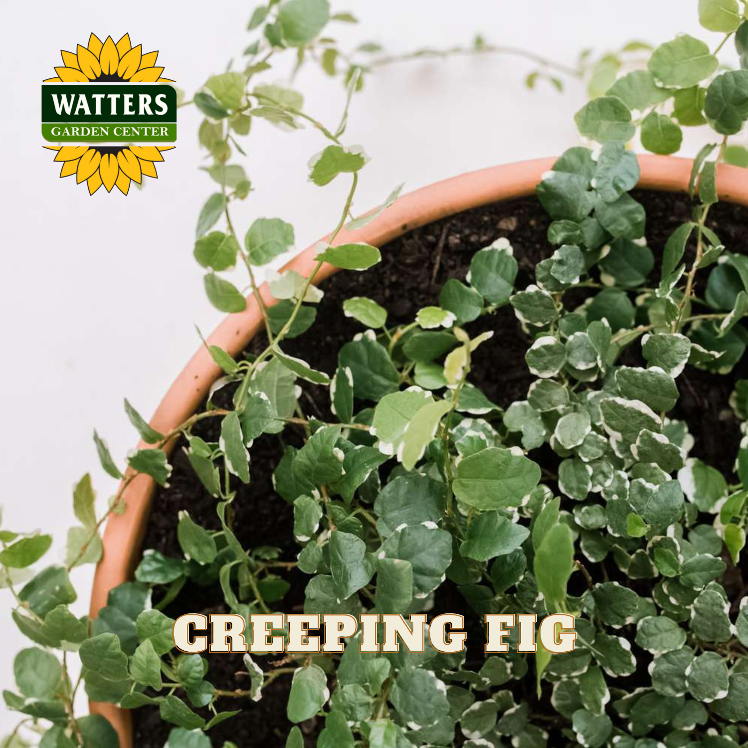 Potted creeping fig plant with Watters Garden Center logo