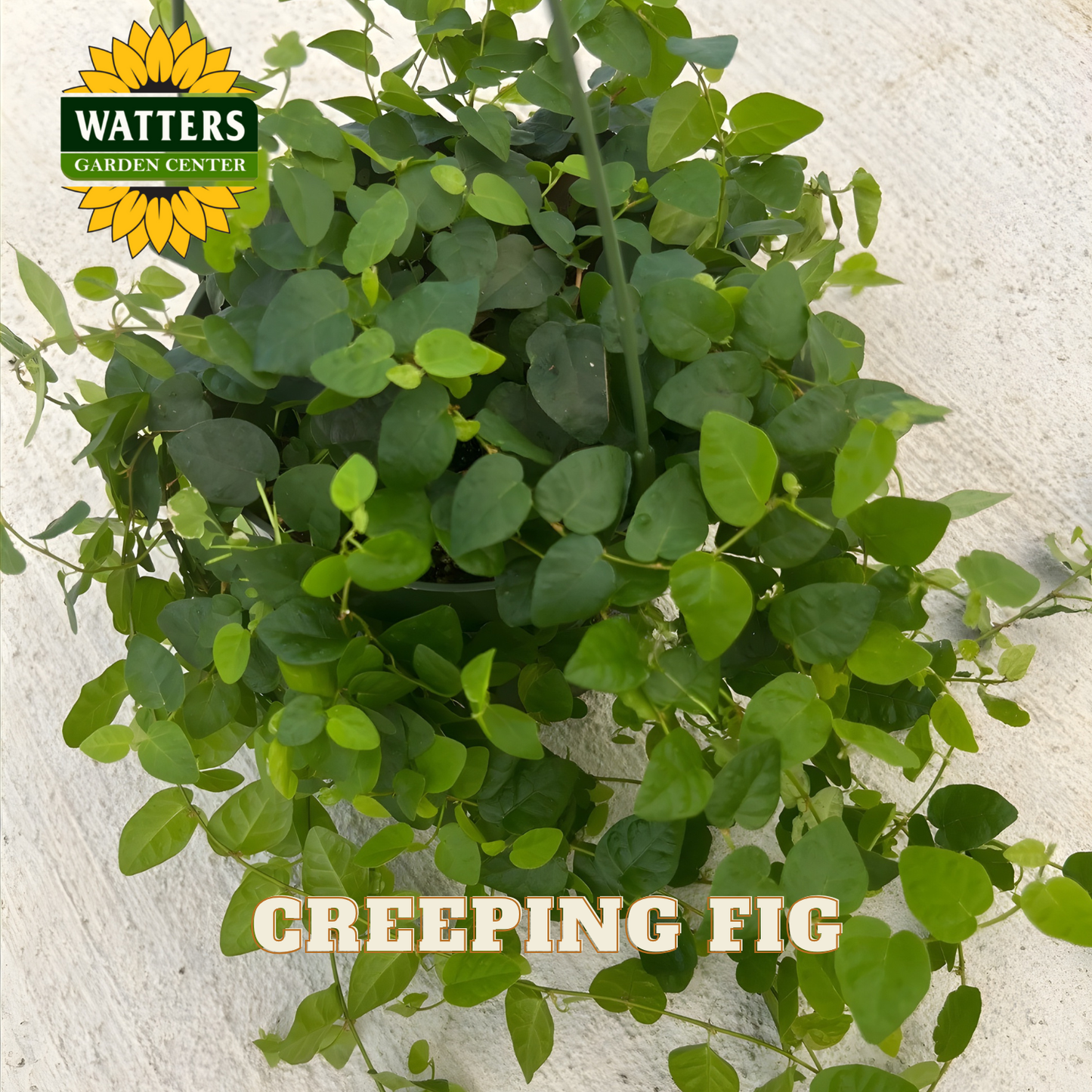 Creeping fig plant with Watters Garden Center logo on a light background