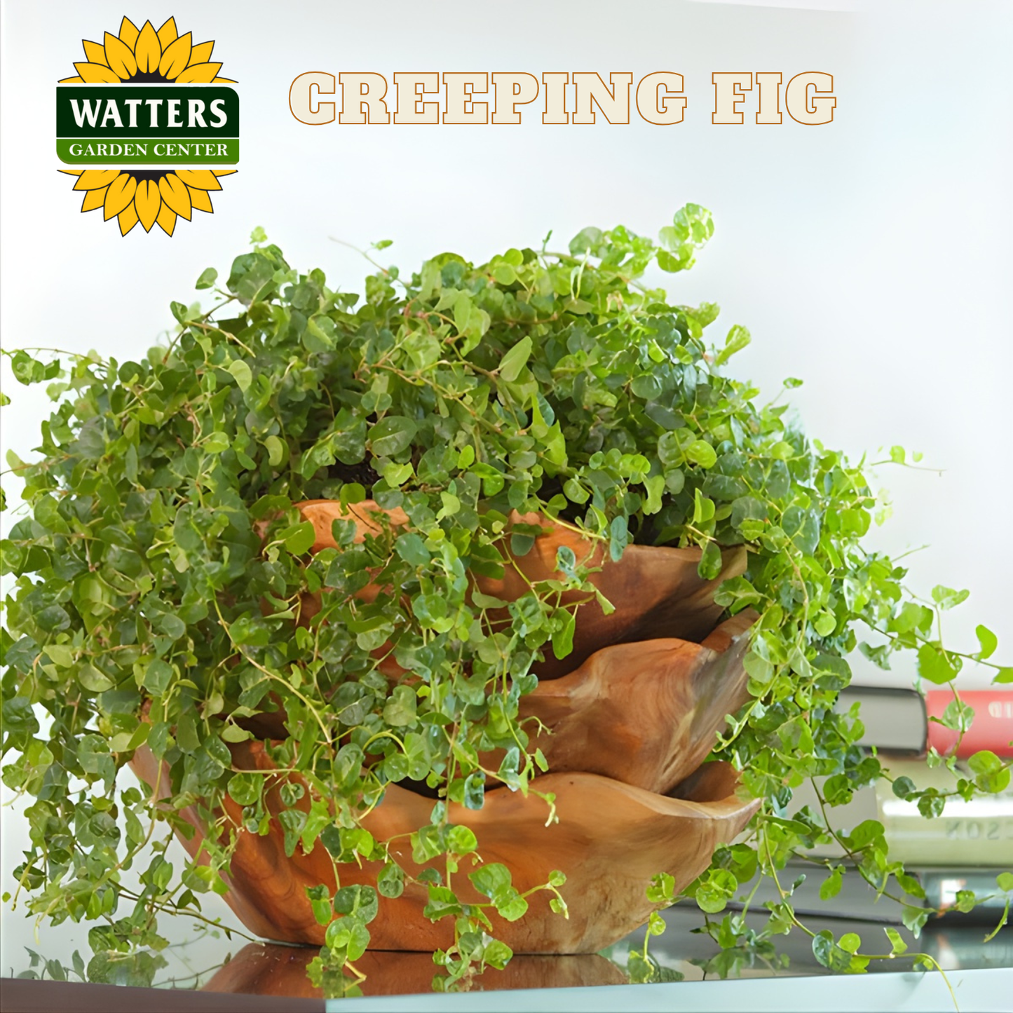 Potted creeping fig plant with Watters Garden Center logo above it.