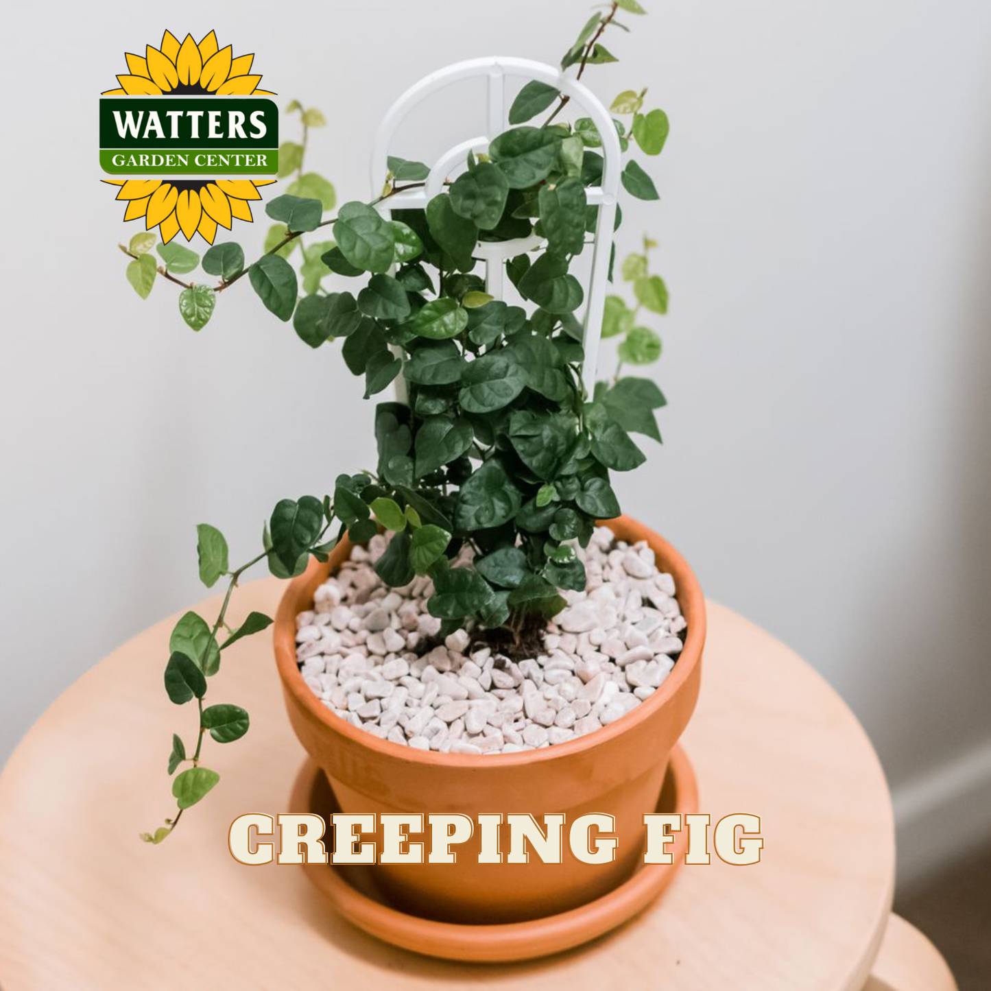 Potted creeping fig plant on a table with Watters Garden Center branding.