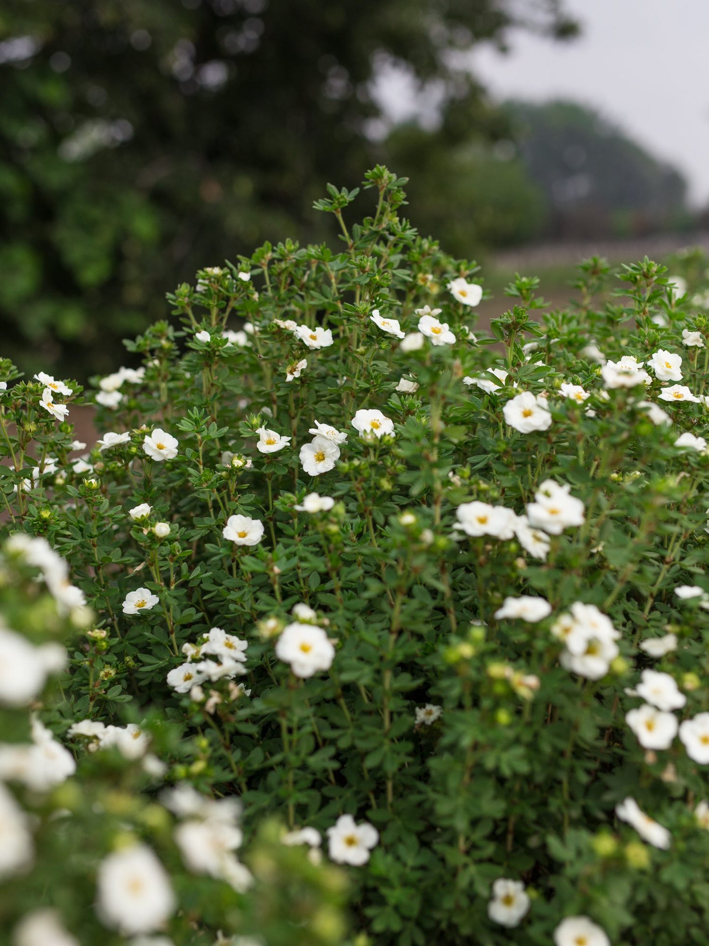 CREME BRULEE POTENTILLA 3gal