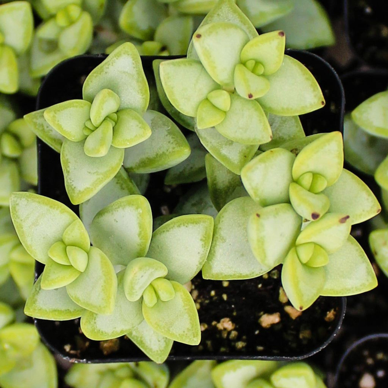 Rosary Vine Crassula Rupestris