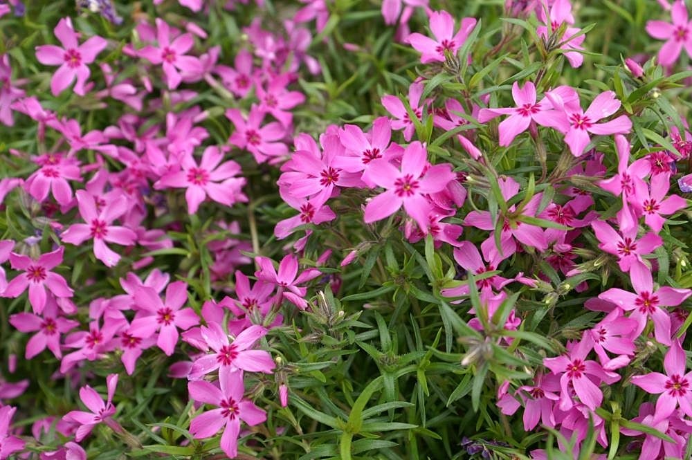 CRIMSON BEAUTY CREEPING PHLOX 1gal